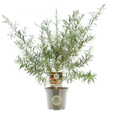 Wilde Küche Sanddorn 24 cm Topf, 40-60 cm hoch Wilde Küche Sanddorn 24 cm Topf, 40-60 cm hoch