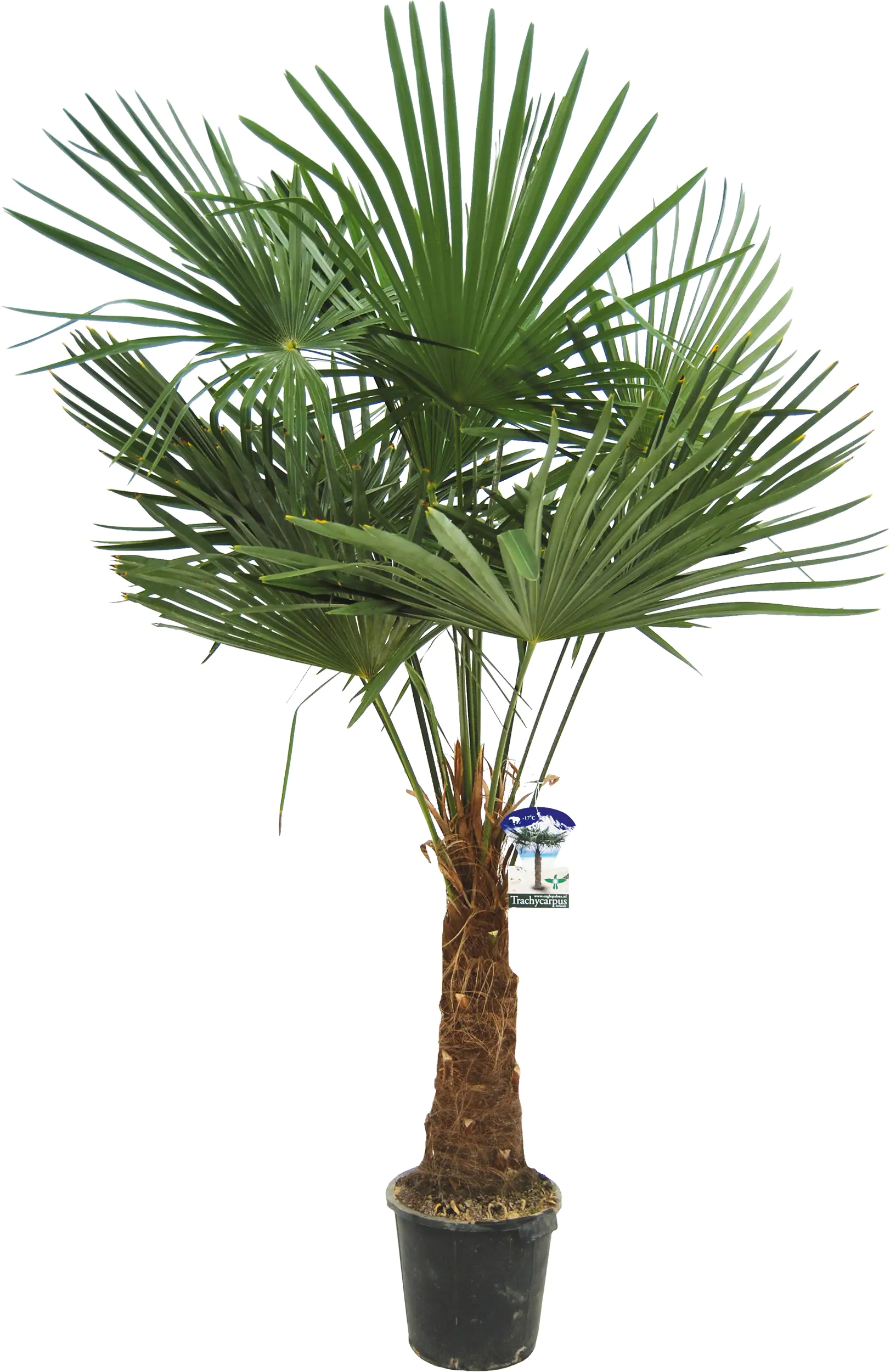 8717432949877 Chinesische Hanfpalme H ca 150 cm 30 cm Topf
