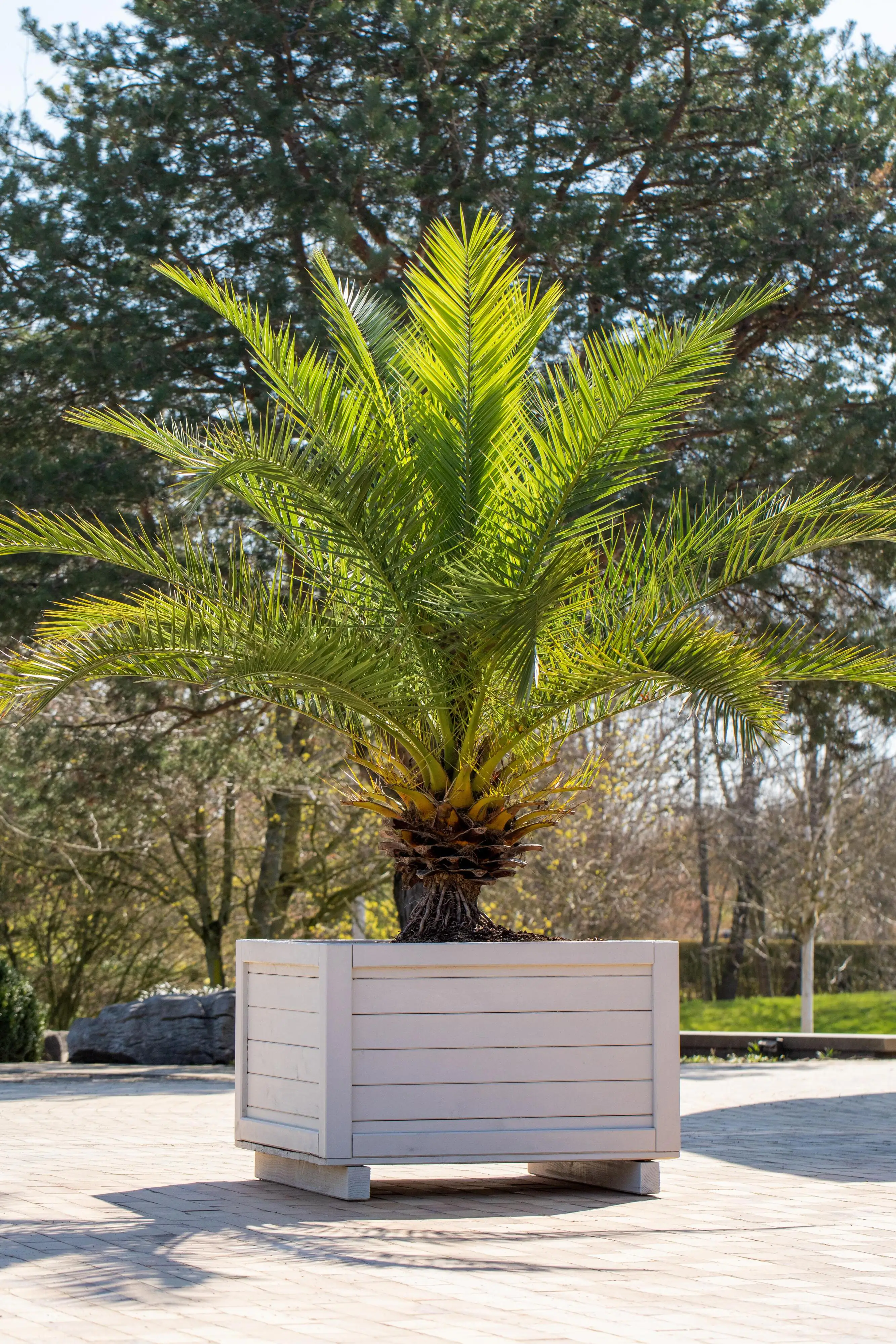 Dattelpalme Phoenix Canariensis H ca 100 cm 19 cm Topf Dattelpalme Phoenix Canariensis H ca 100 cm 19 cm Topf