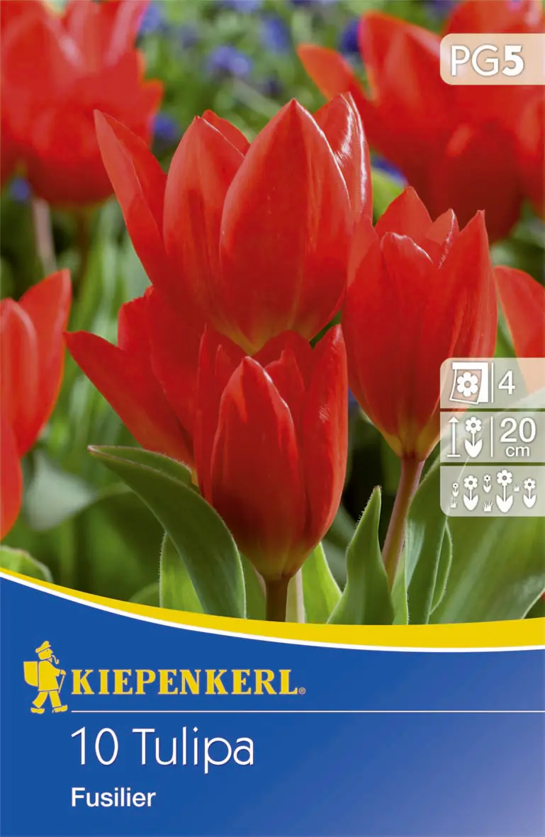 Kiepenkerl Blumenzwiebeln Wildtulpe praestans Fusilier Tulipa praestans, Inhalt: 10 Stück