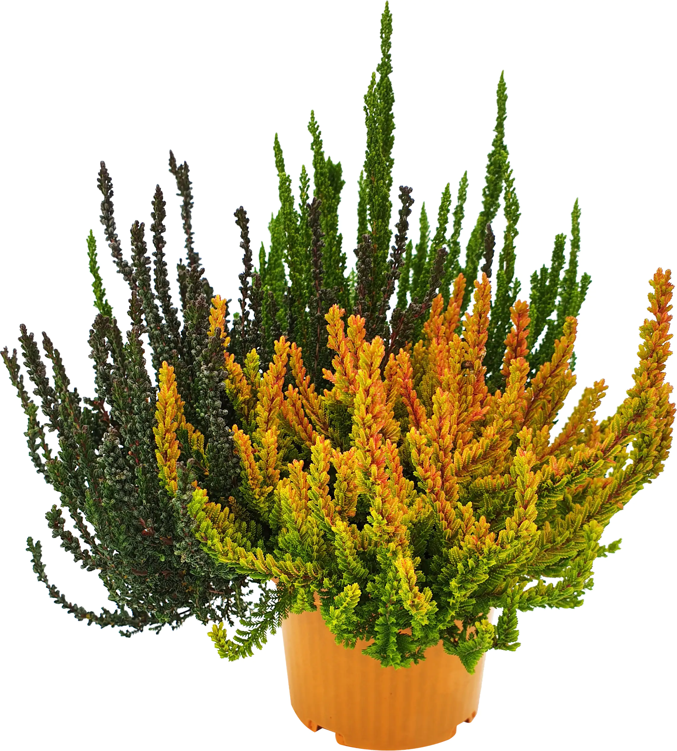 Calluna Dream Team 13 cm Topf