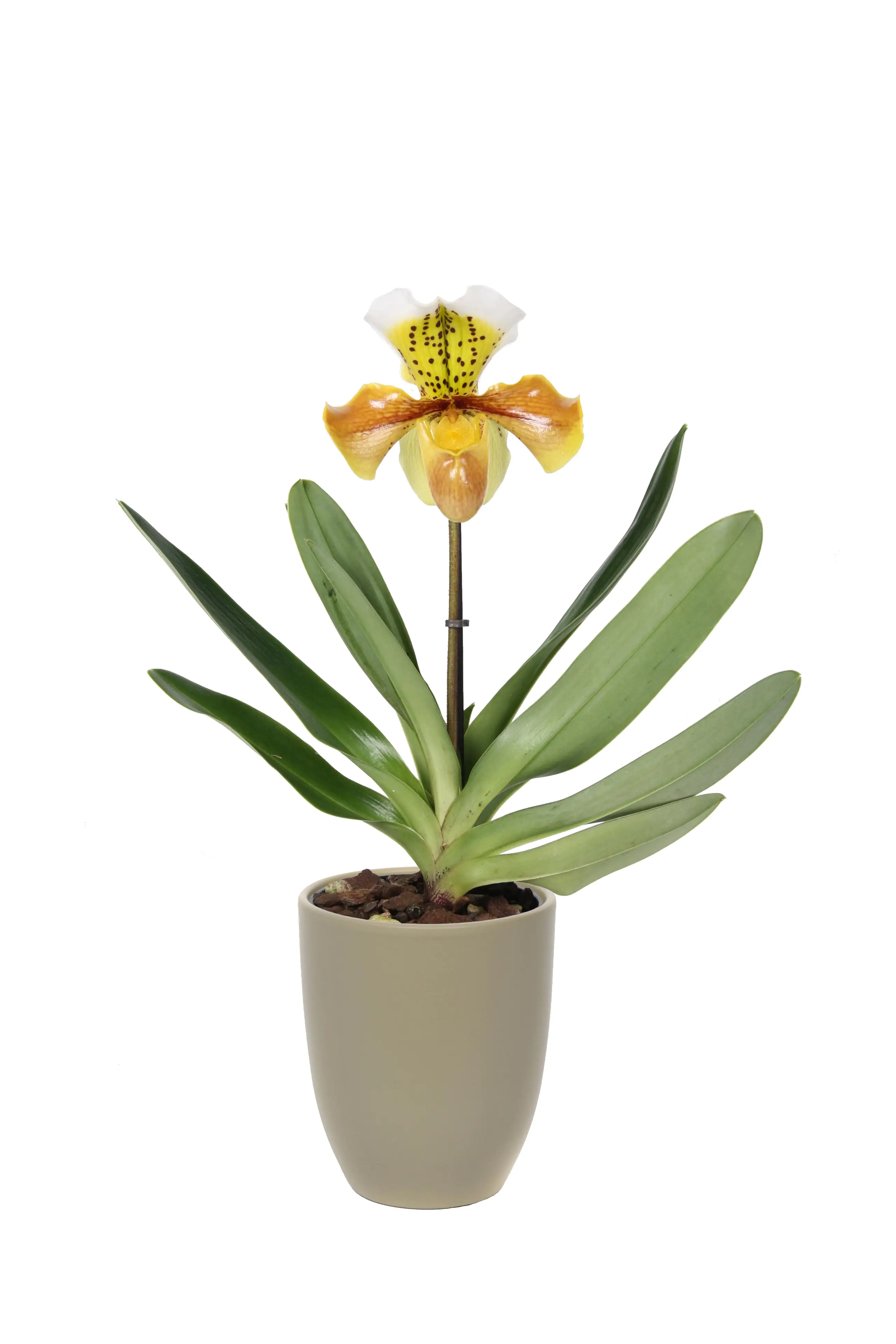 Frauenschuh Paphiopedilum H ca 50 cm 12 cm keramik Topf Frauenschuh Paphiopedilum H ca 50 cm 12 cm keramik Topf