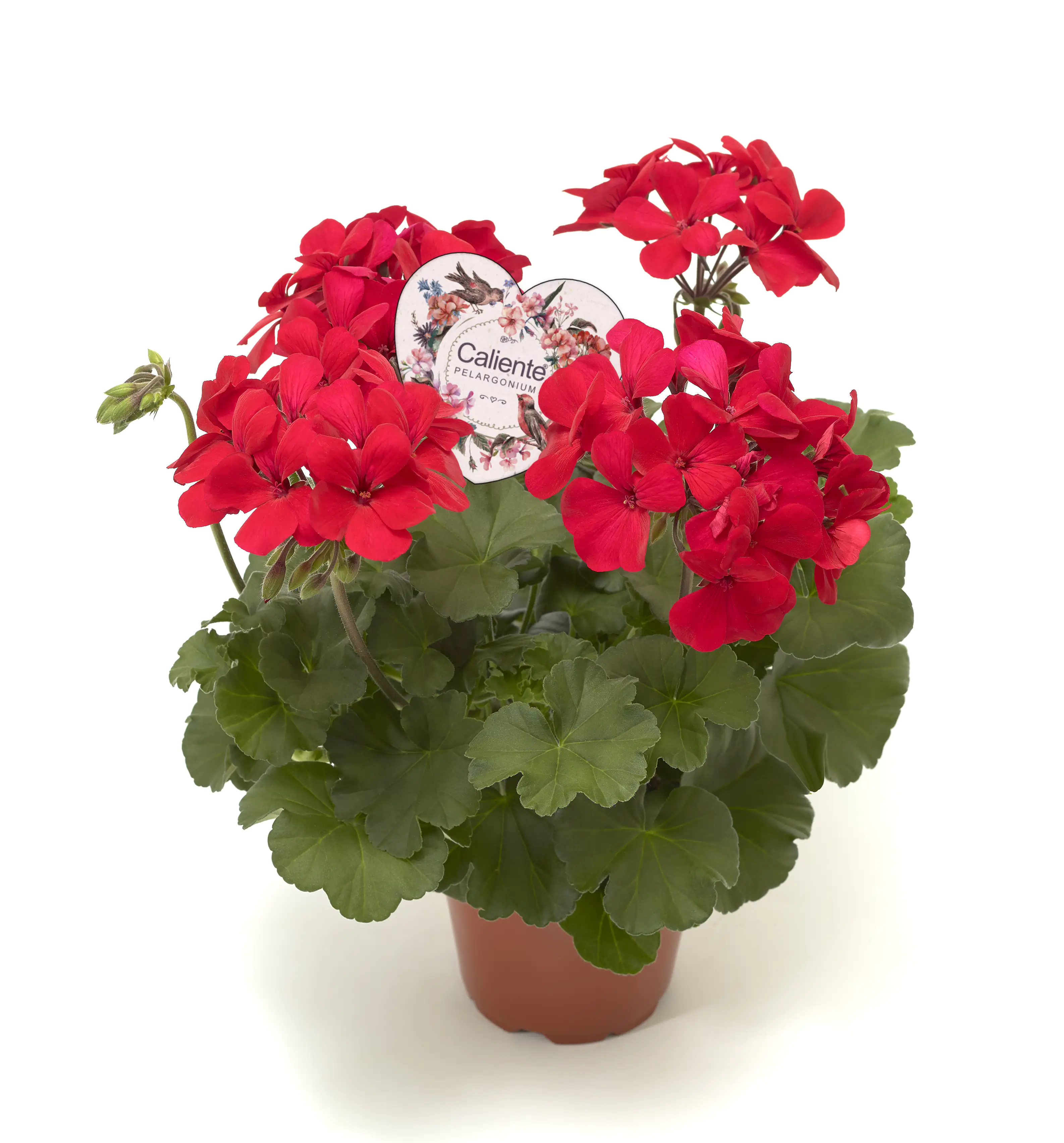 Geranie Pelargonium zonale Caliente 12 cm Topf