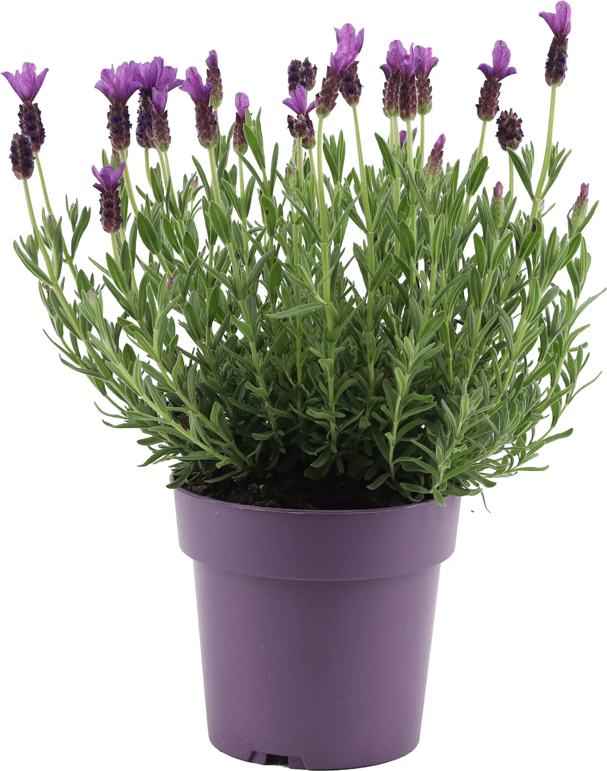 Schopflavendel Lavandula Stoechas H 30 cm 15 cm Topf