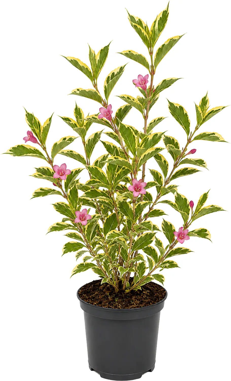 Farbenfrohe Sommersträucher verschiedene Sorten, 40 - 60 cm hoch, 3,2 L Container