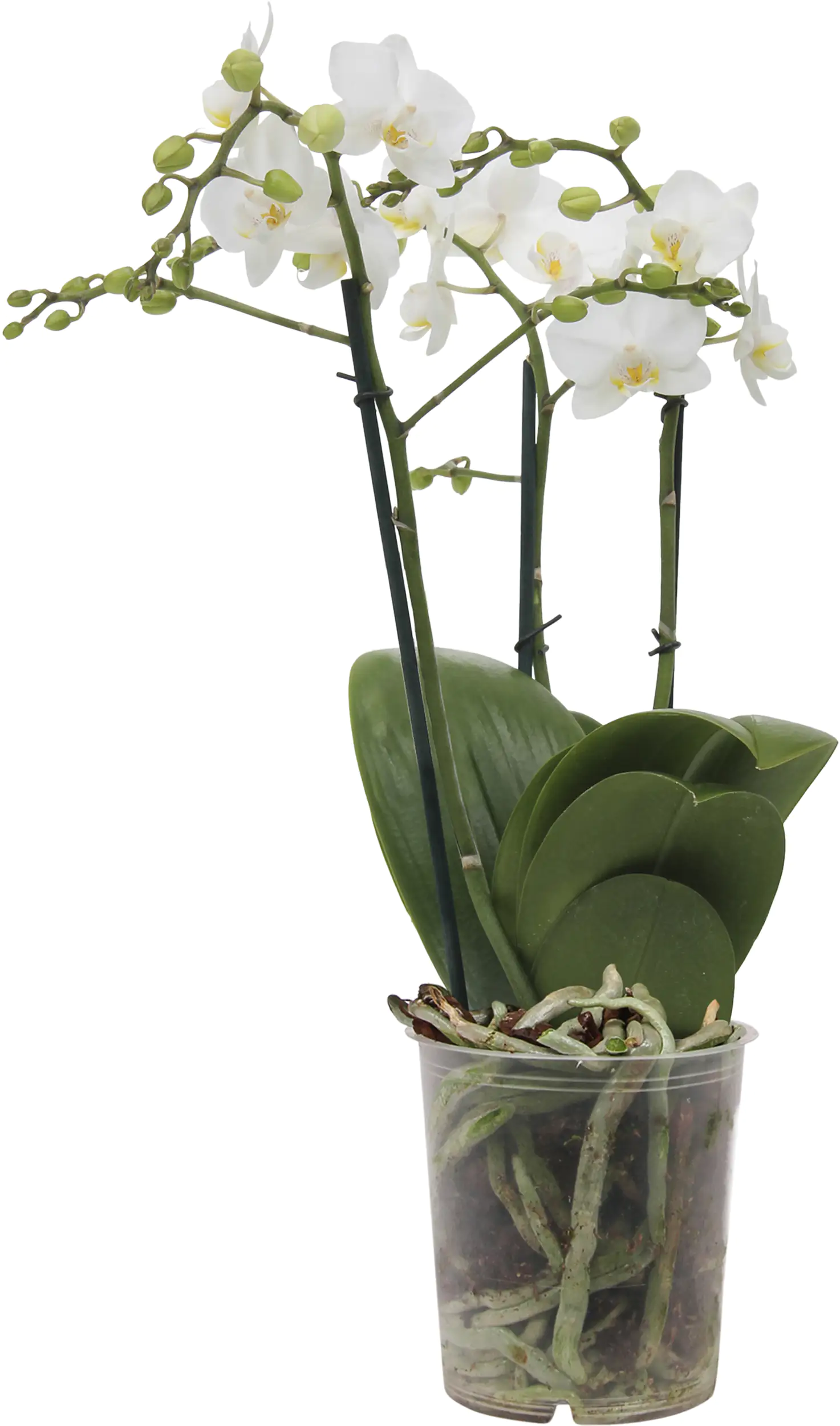 Orchidee Phalaenopsis Multiflora 50 cm hoch, 12 cm Topf Orchidee Phalaenopsis Multiflora 50 cm hoch, 12 cm Topf