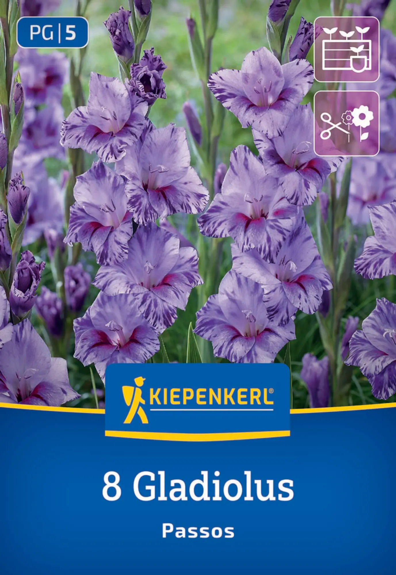 Kiepenkerl Frühjahrsblumenzwiebel Kleinblumige Gladiole Passos 8 Stück