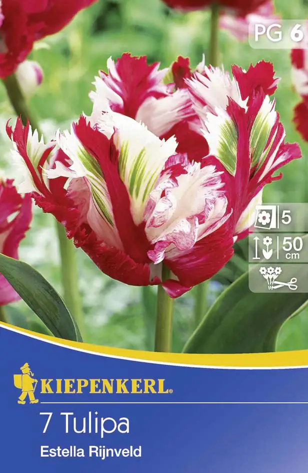 Kiepenkerl Blumenzwiebel Tulpe Estella Rijnveld Tulipa x Hybrida, Inhalt: 10 Stück
