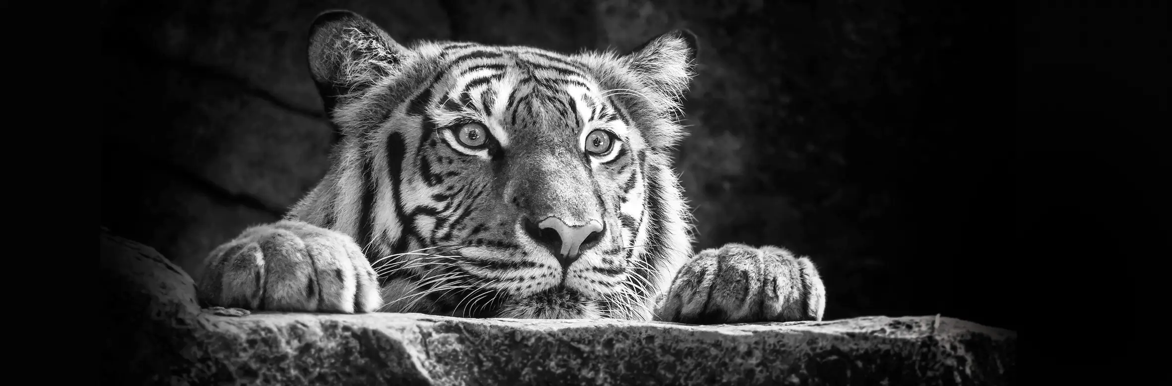 Deco-Panel Bild - Tigerkopf 90 x 29 cm