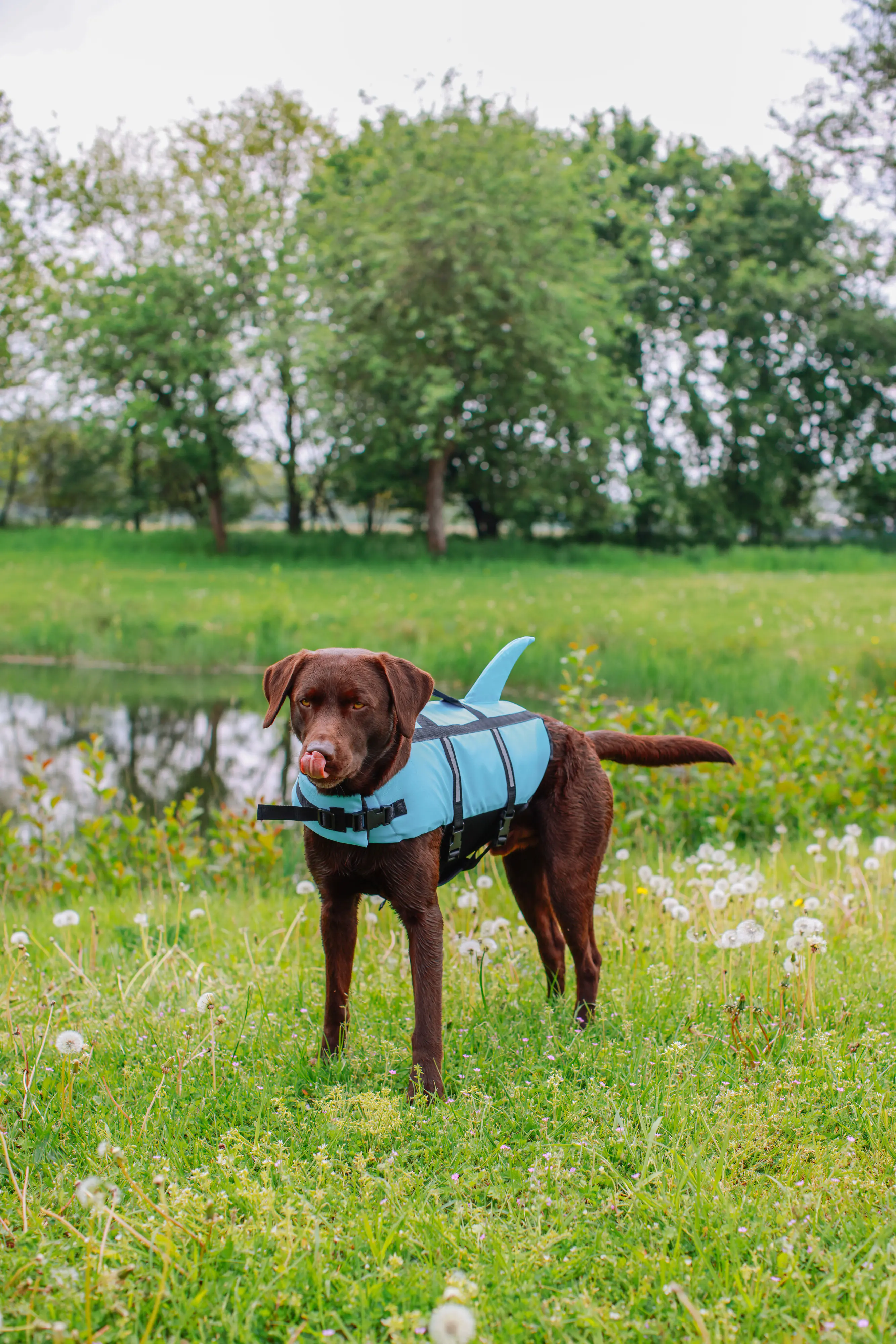 Nobby Hunde Schwimmweste Sharki mit Haiflosse hellblau Nobby Hunde Schwimmweste Sharki mit Haiflosse hellblau