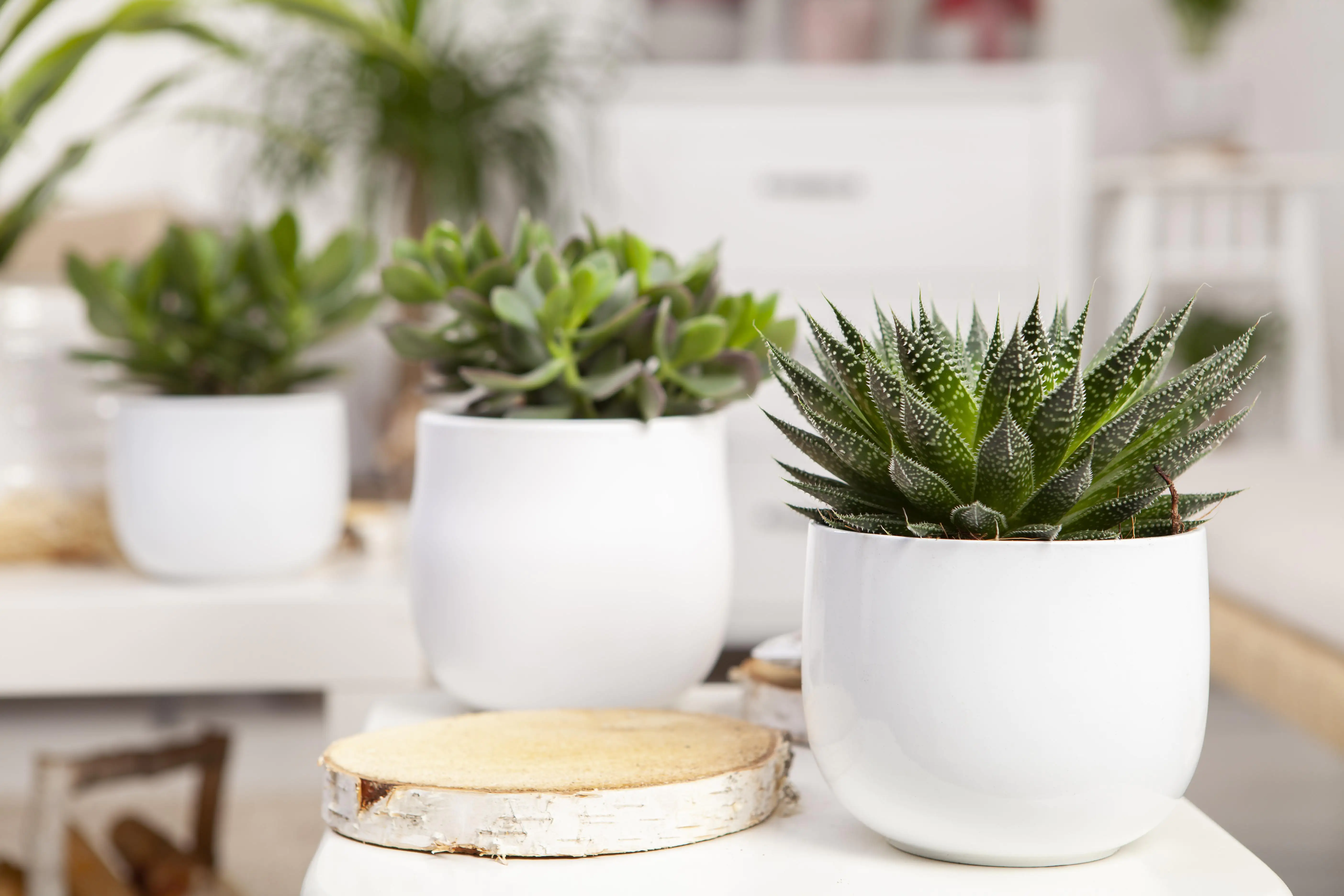 Aloe Aristata H ca. 20 cm 12 cm Topf