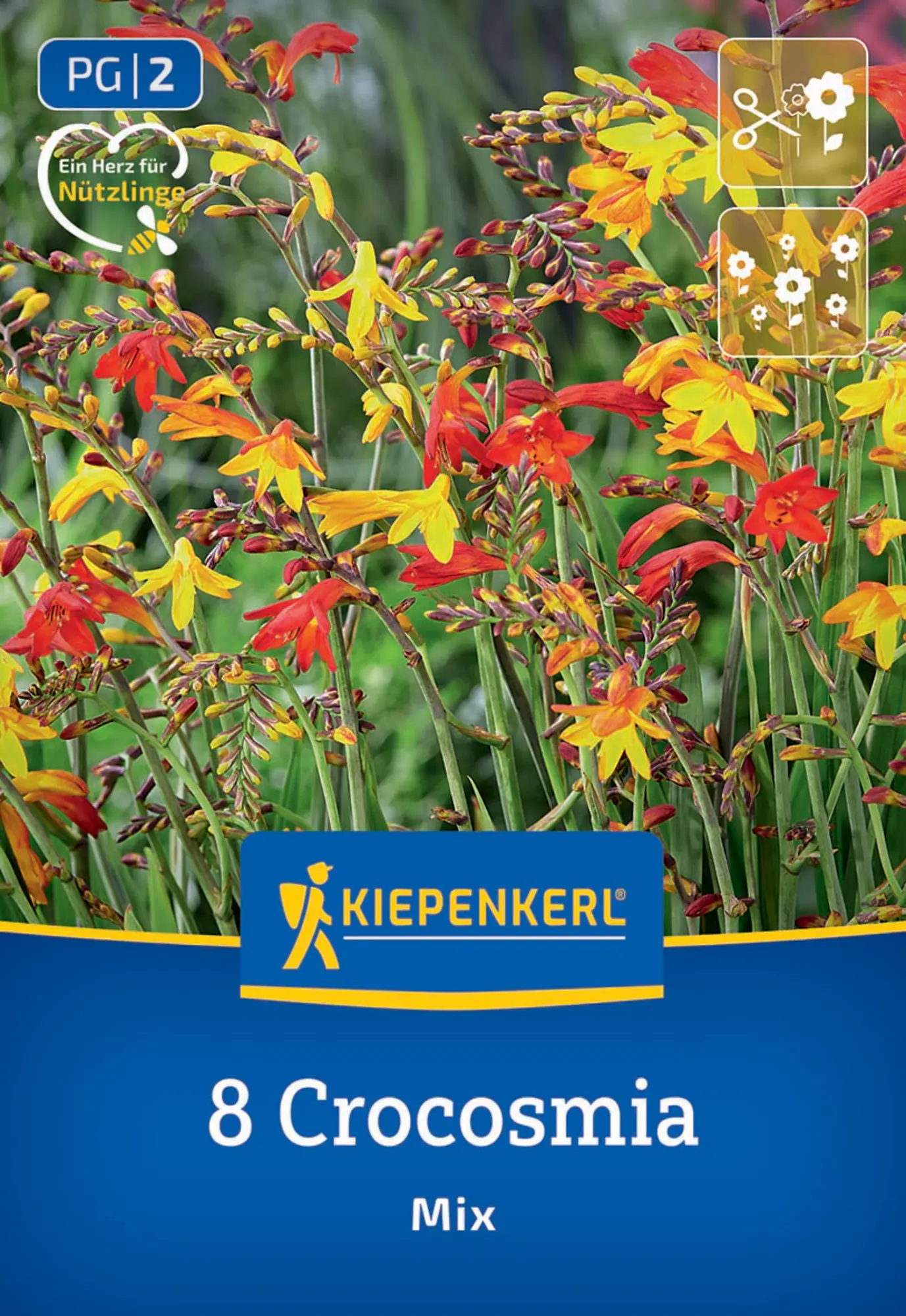 Kiepenkerl Frühjahrsblumenzwiebel Crocosmia kleinblumige Mischung 8 Stück