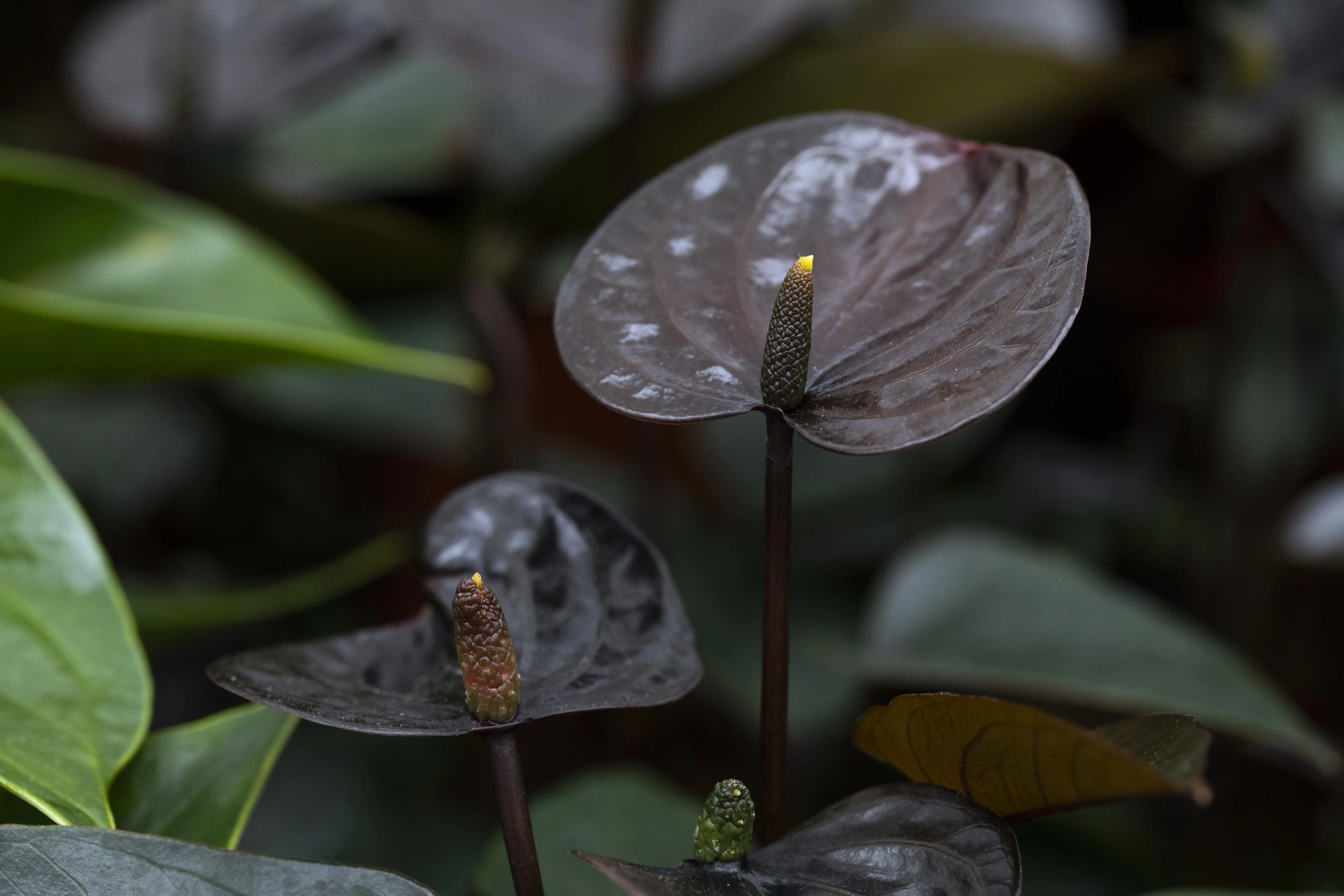 Flamingoblume Anthurie Black Love H ca. 36 cm 12 cm Topf