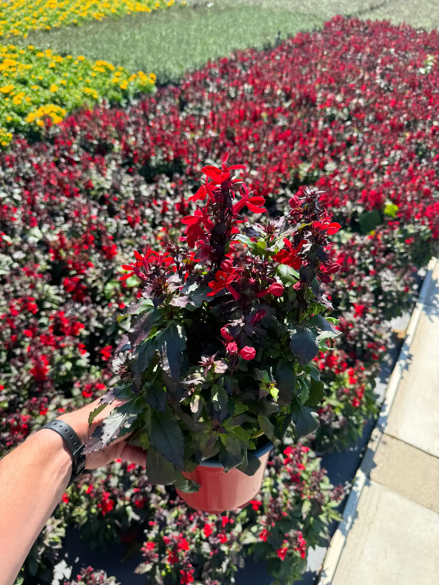 Prachtlobelie Lobelia speciosa "Starship" 17 cm Topf
