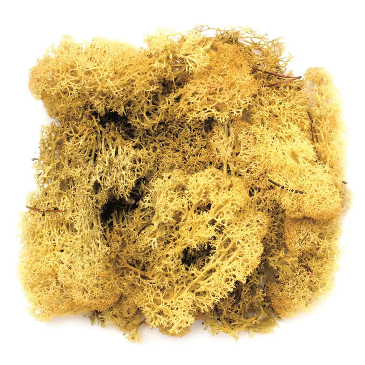 Islandmoos gelb 50 Gramm