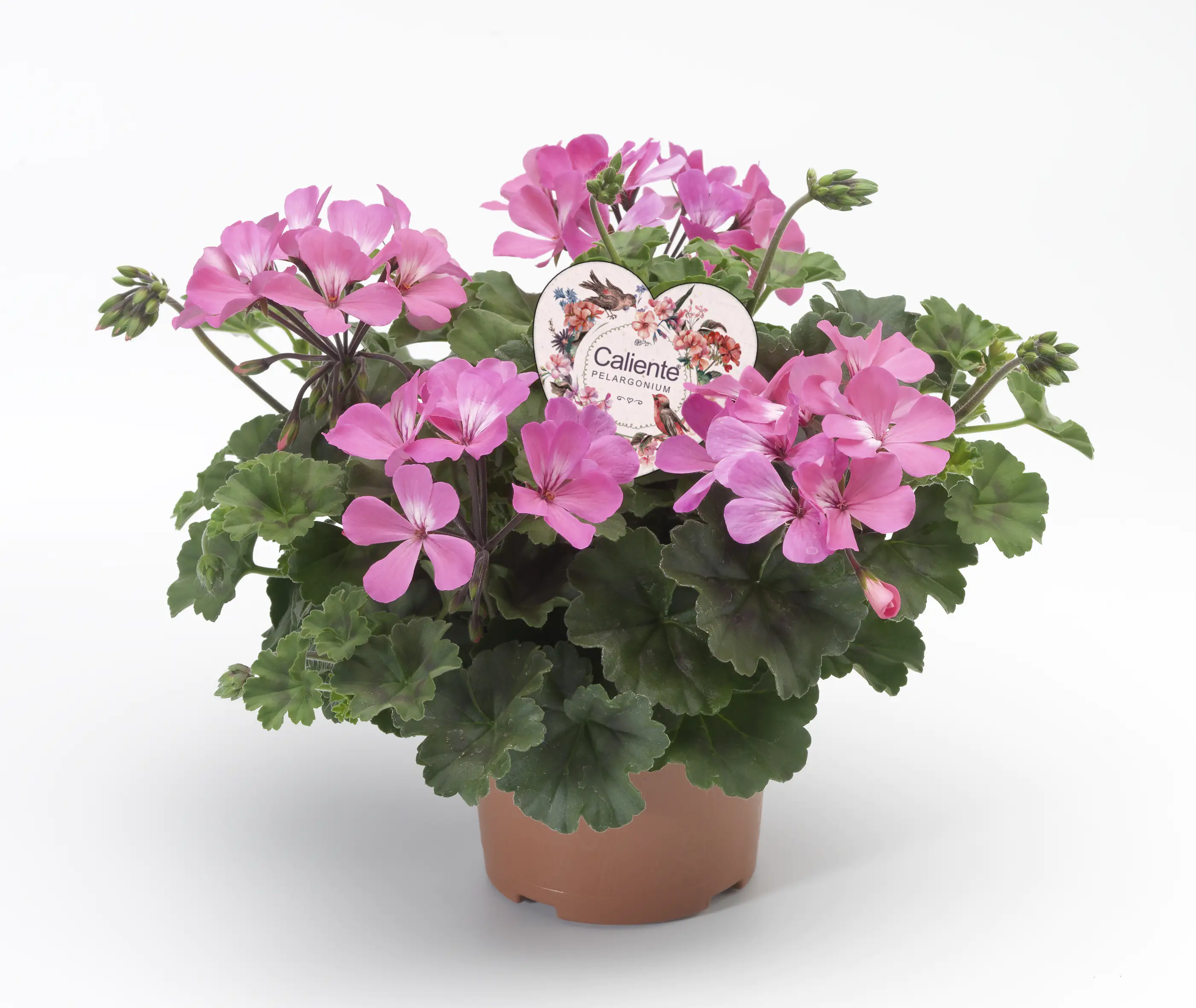 Geranie Pelargonium zonale Caliente 12 cm Topf