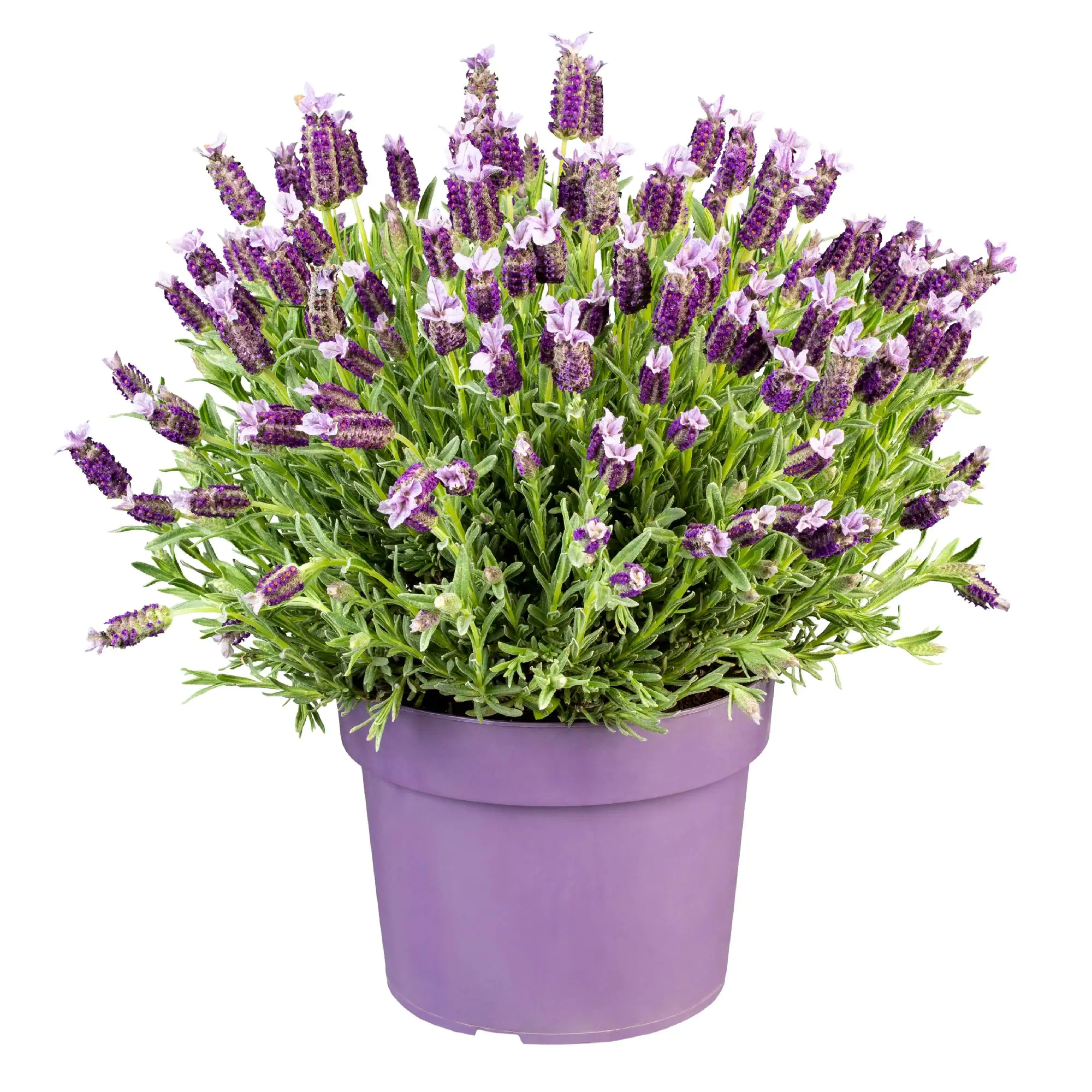 Schopflavendel Lavandula Stoechas H 30 cm 15 cm Topf Schopflavendel Lavandula Stoechas H 30 cm 15 cm Topf