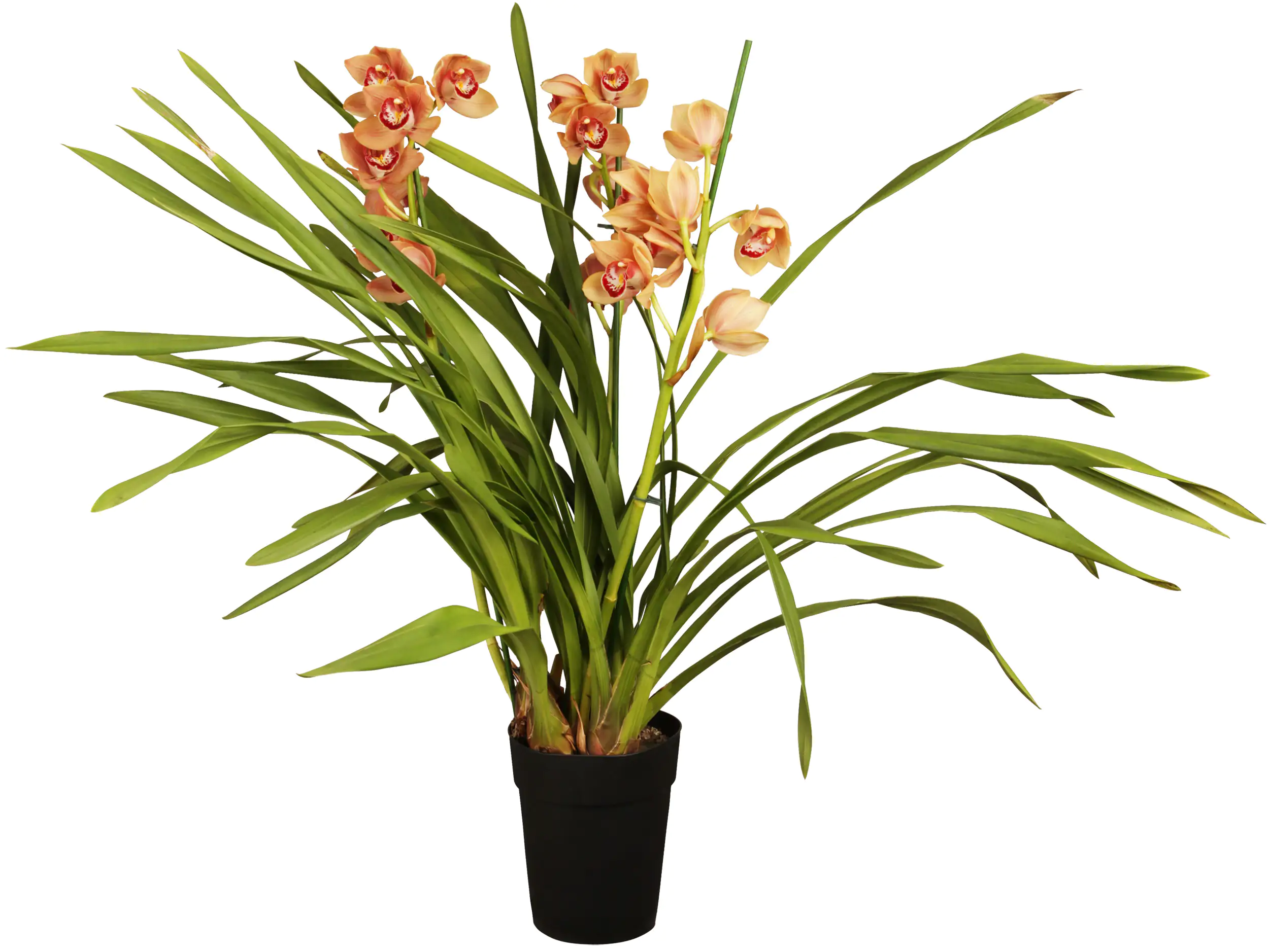 Orchidee 14 cm Topf, 3 - Trieber