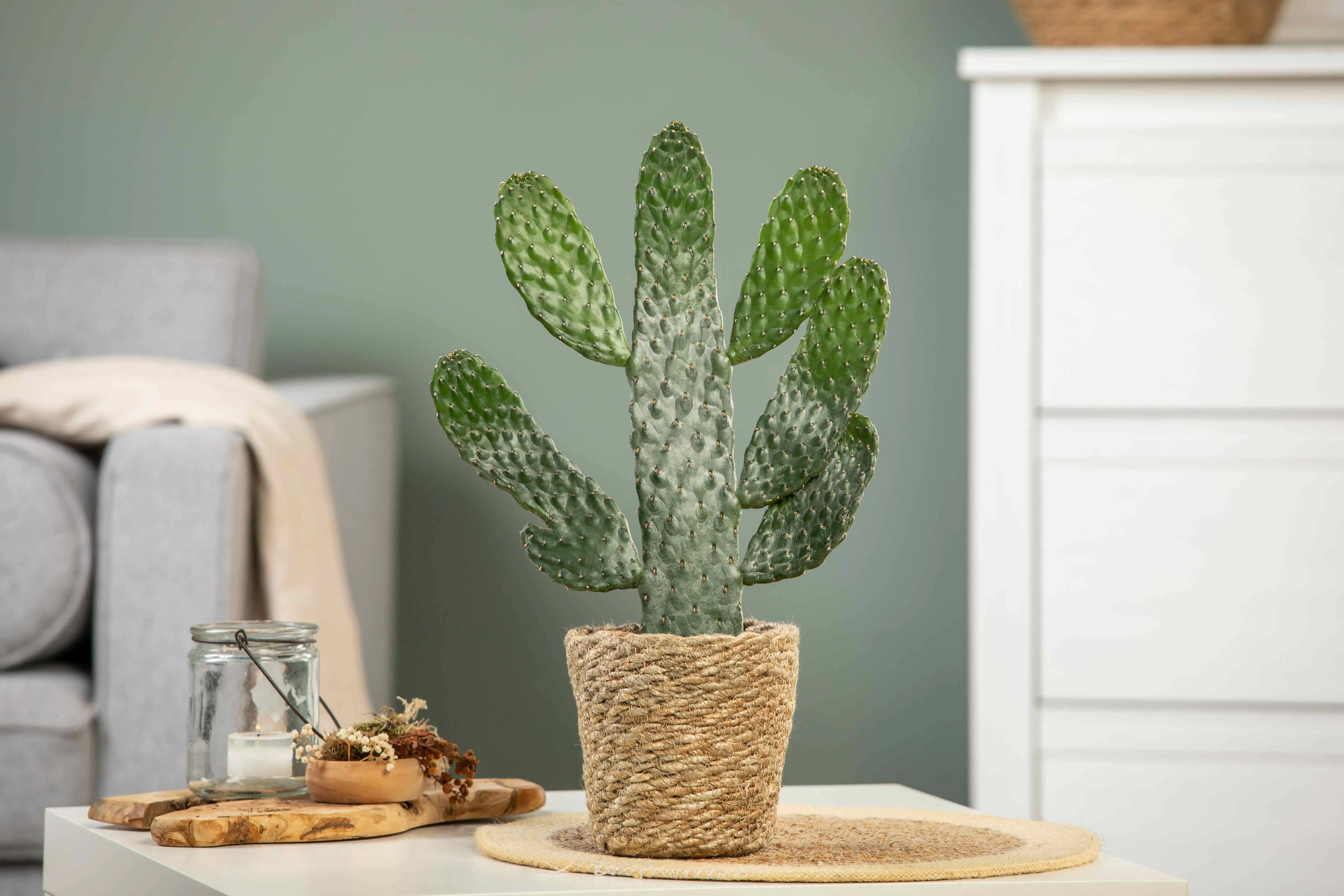 Opuntie Kaktus Rubescens Consolea in Korb 14 cm Topf ca. 35 cm hoch