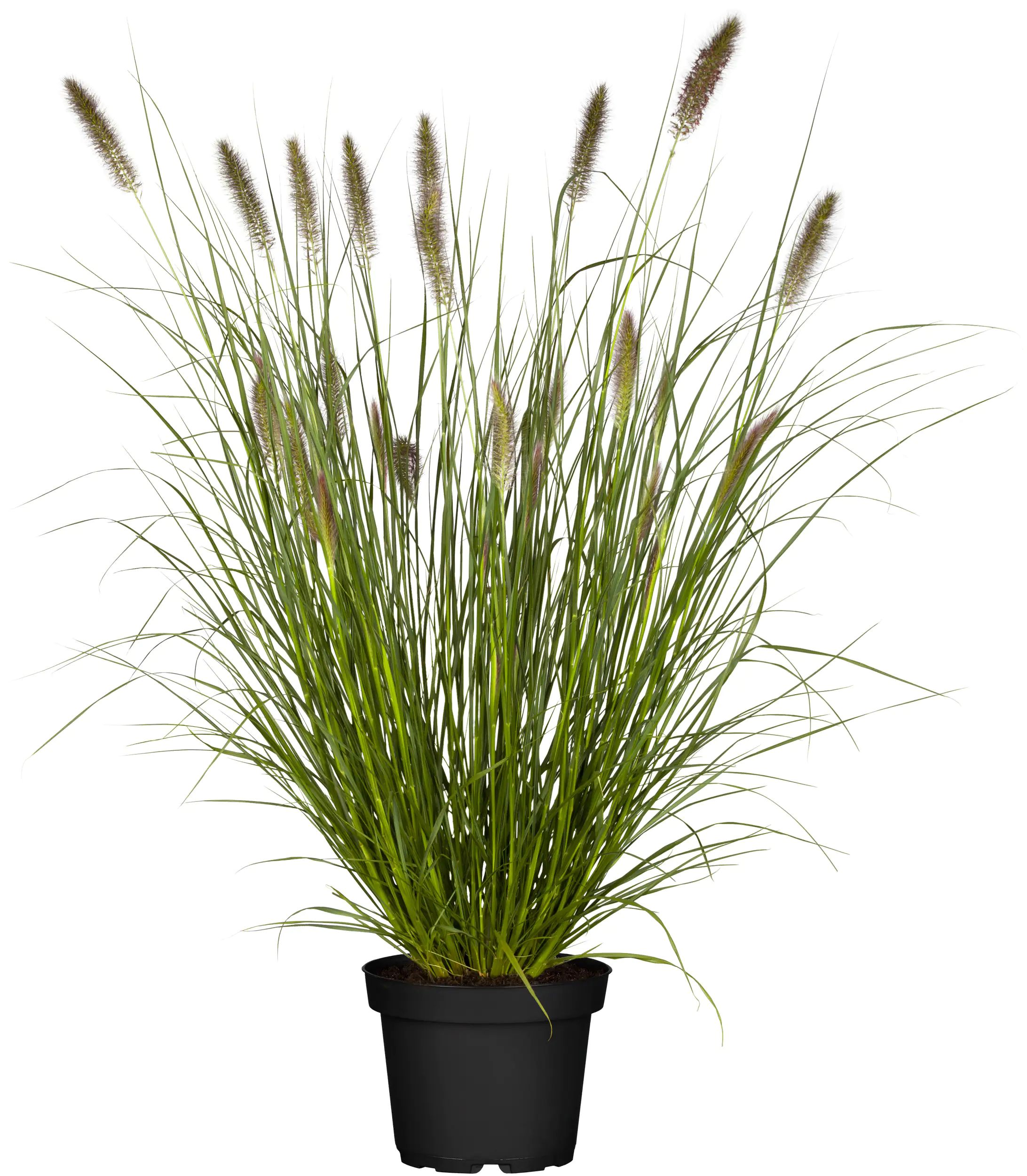 4250177633877_01 Lampenputzergras 3,5 L Container, 60- 80 cm hoch