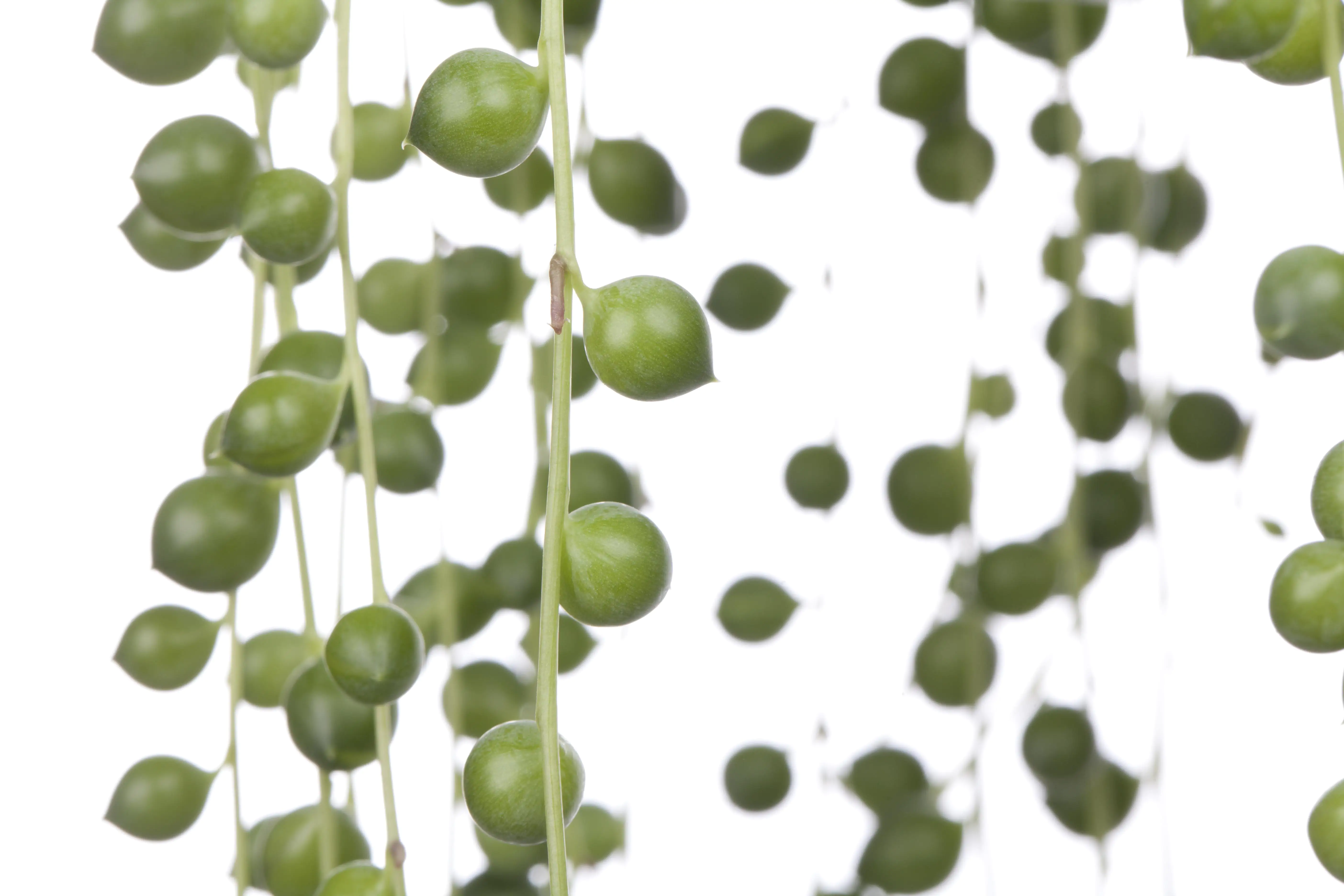 Erbsenpflanze Rowleyanus H ca. 15 cm 12 cm Topf