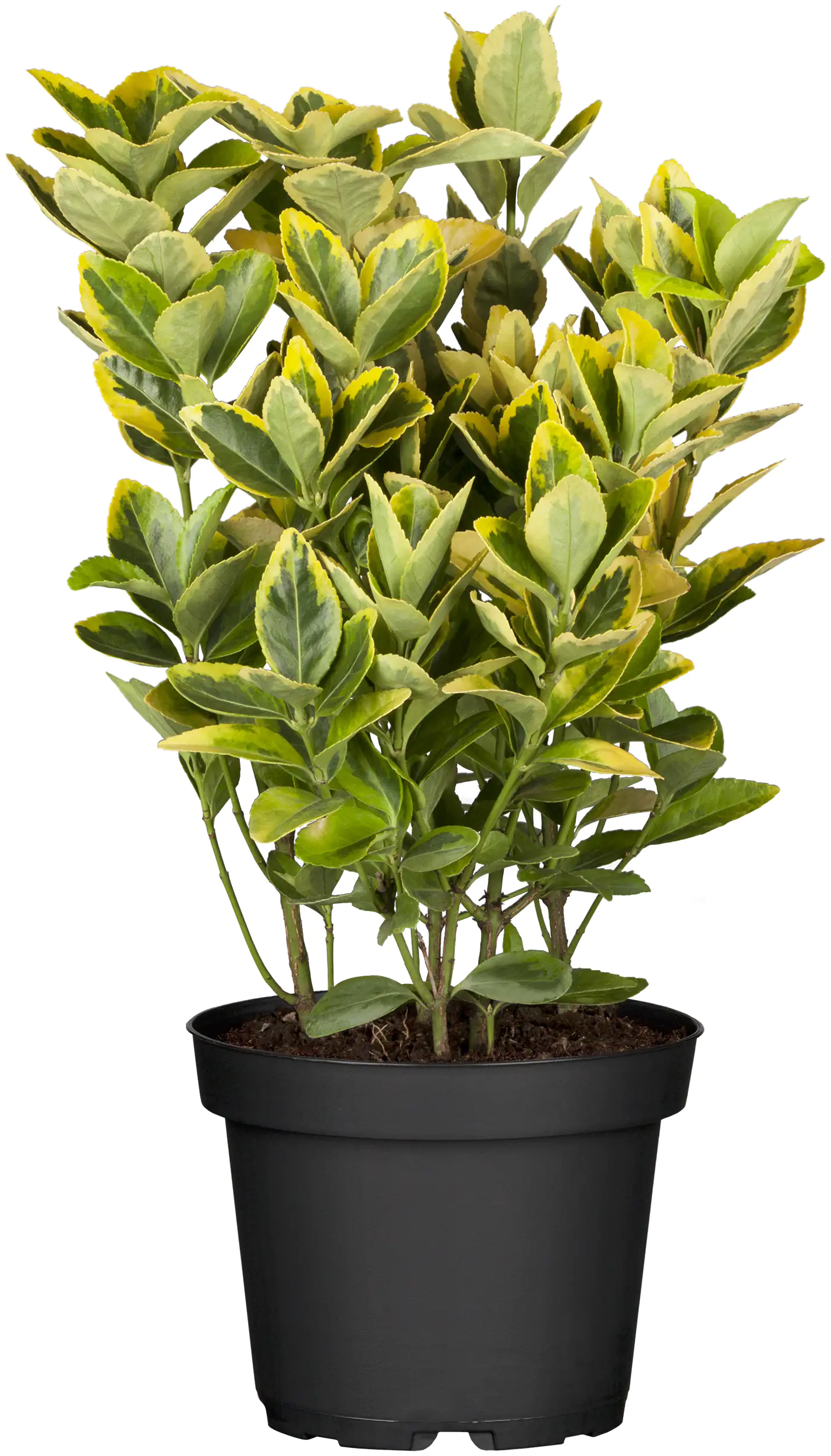 Japanischer Spindelstrauch Euonimus japonicus H 15- 20 cm 13 cm Topf