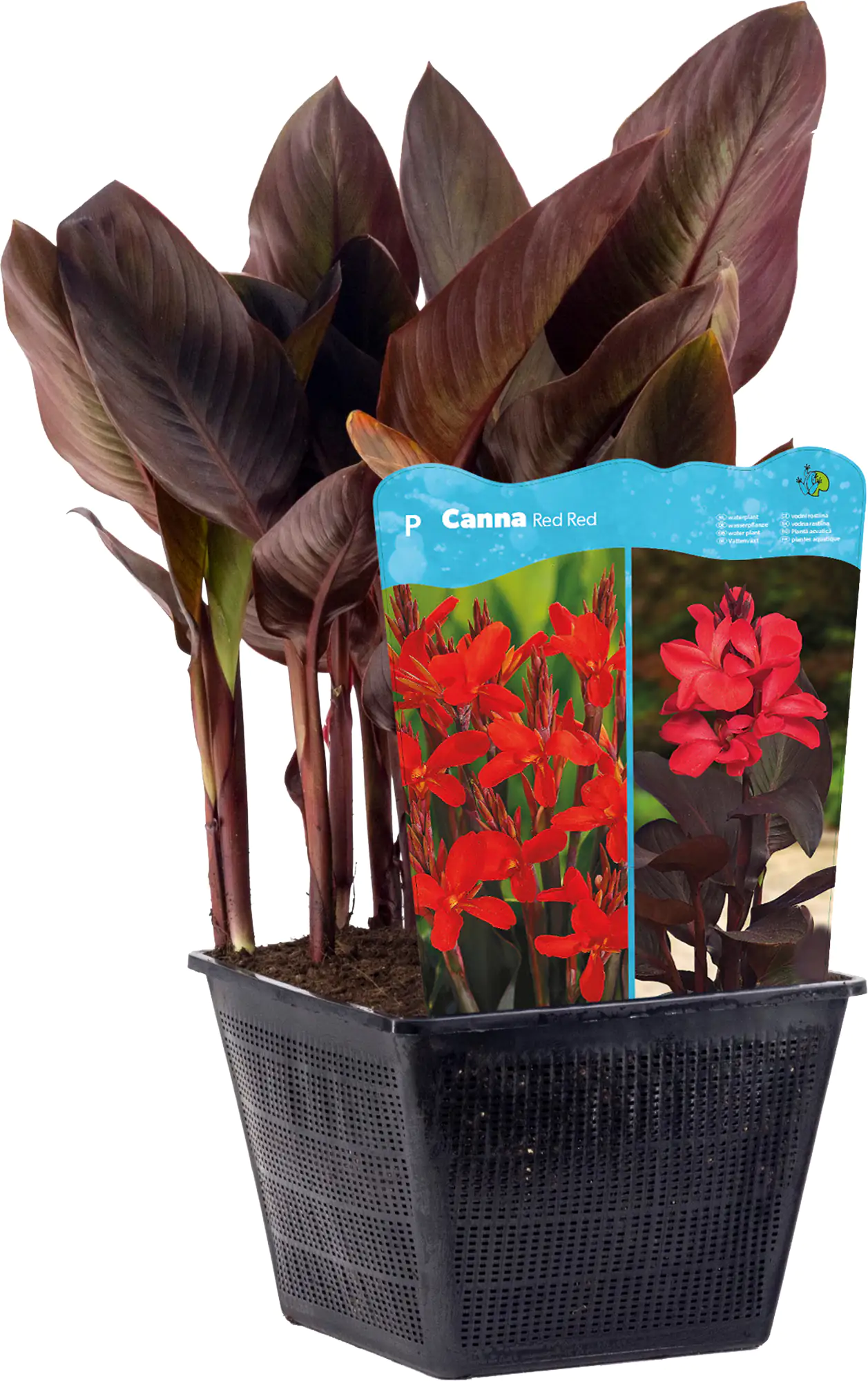 Wasserpflanze Indisches Blumenrohr 18 cm Topf