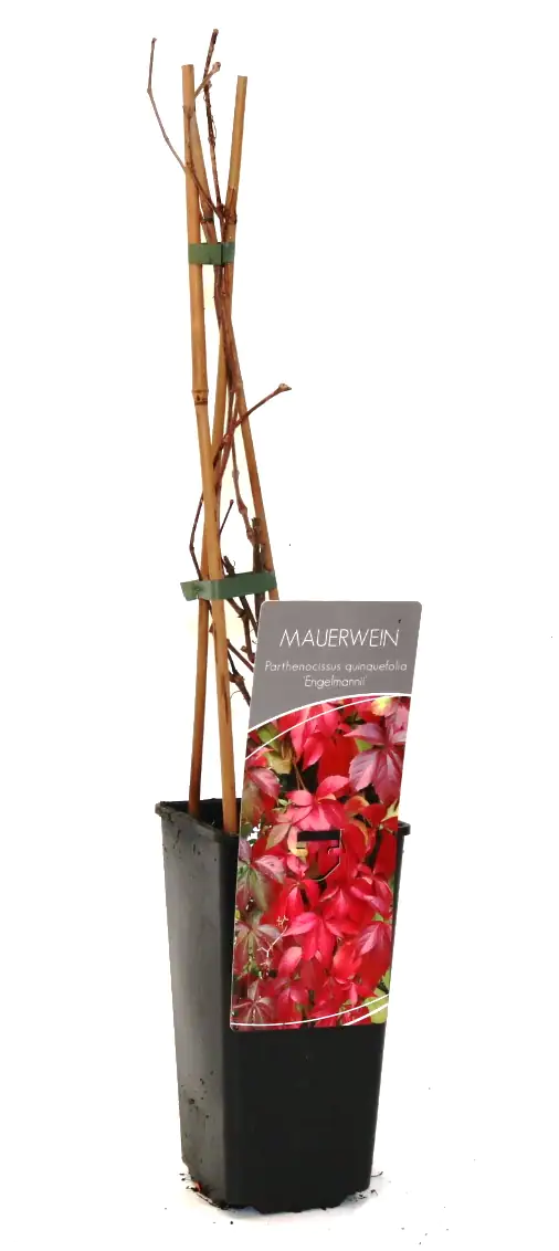 Wilder Wein Engelmannii 2 L Eck-Container Wilder Wein Engelmannii 2 L Eck-Container