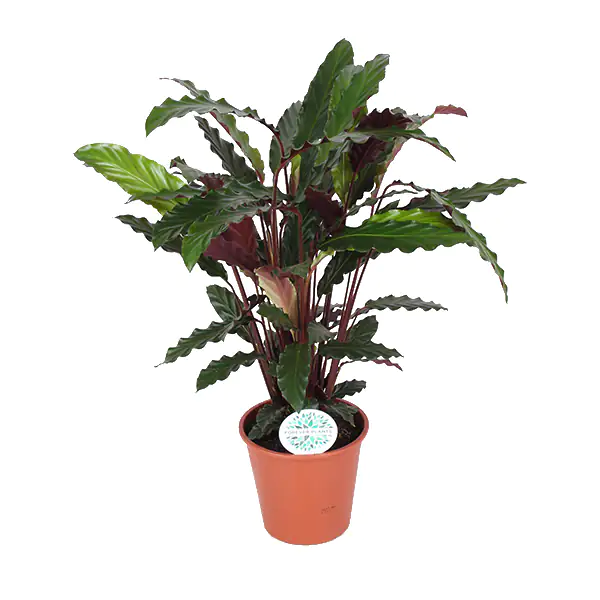 8717432241155 Pfeilwurze Calathea rufibarba Rufibarba H ca. 45 cm 14 cm Topf