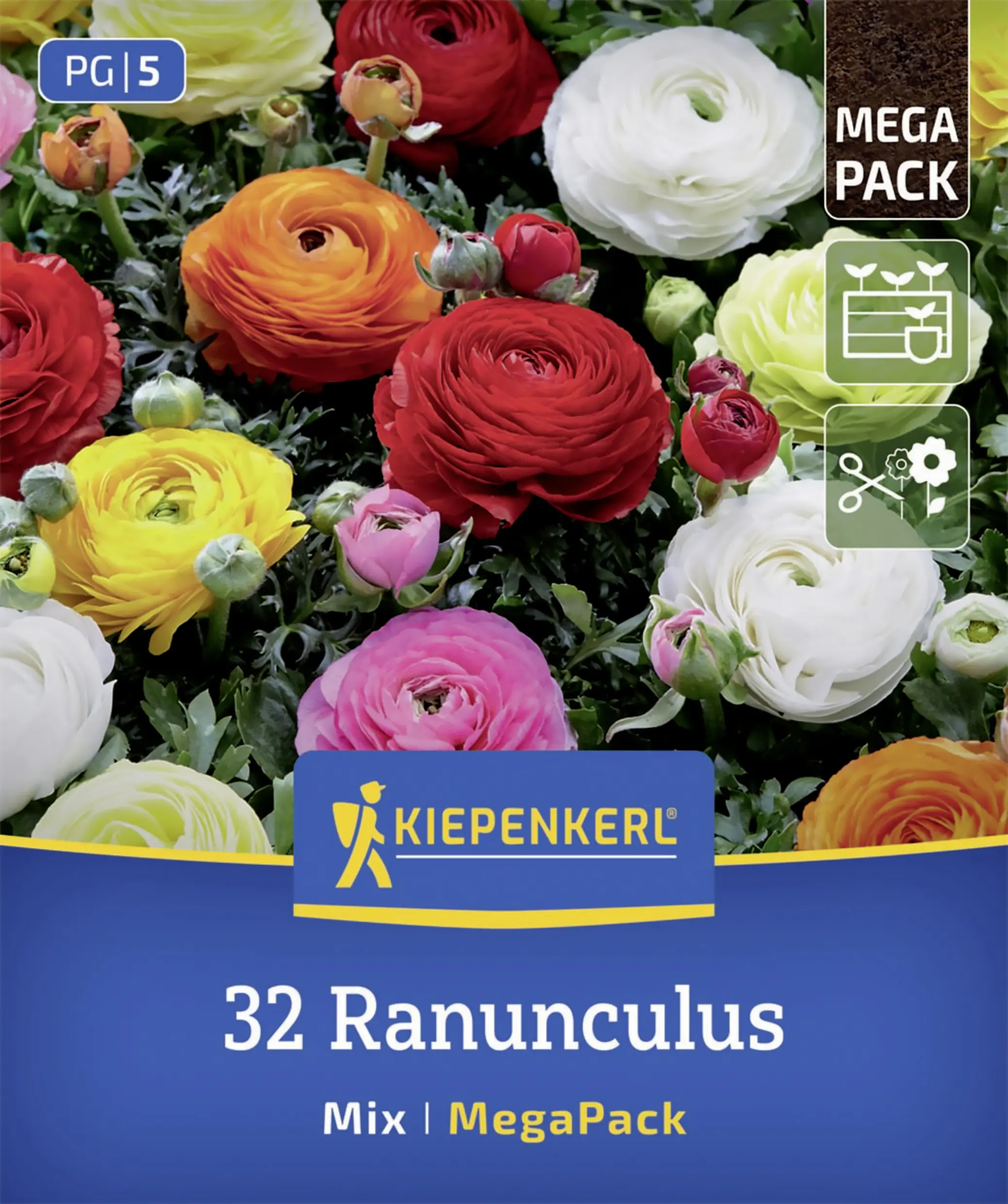 Kiepenkerl Mega-Pack Ranunkelmischung mehrfarbig 32 Stück