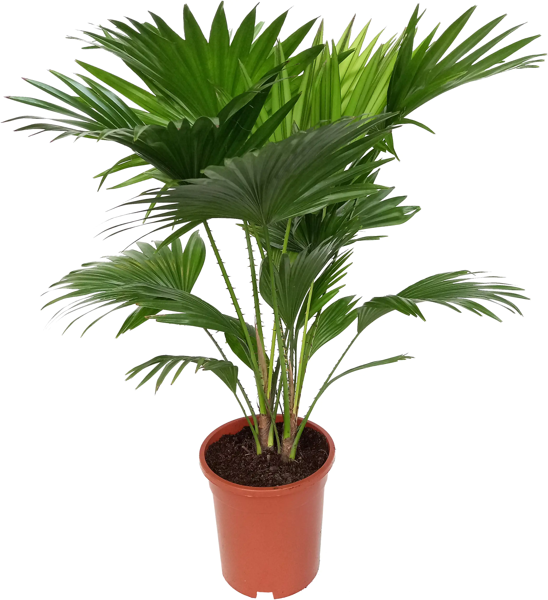 Fächerpalme Livistona H 70 cm 17cm Topf Fächerpalme Livistona H 70 cm 17cm Topf