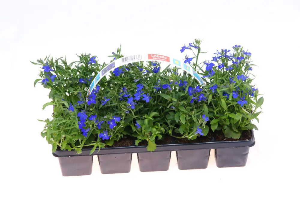 Männertreu Lobelia H 10 cm 10er Pack