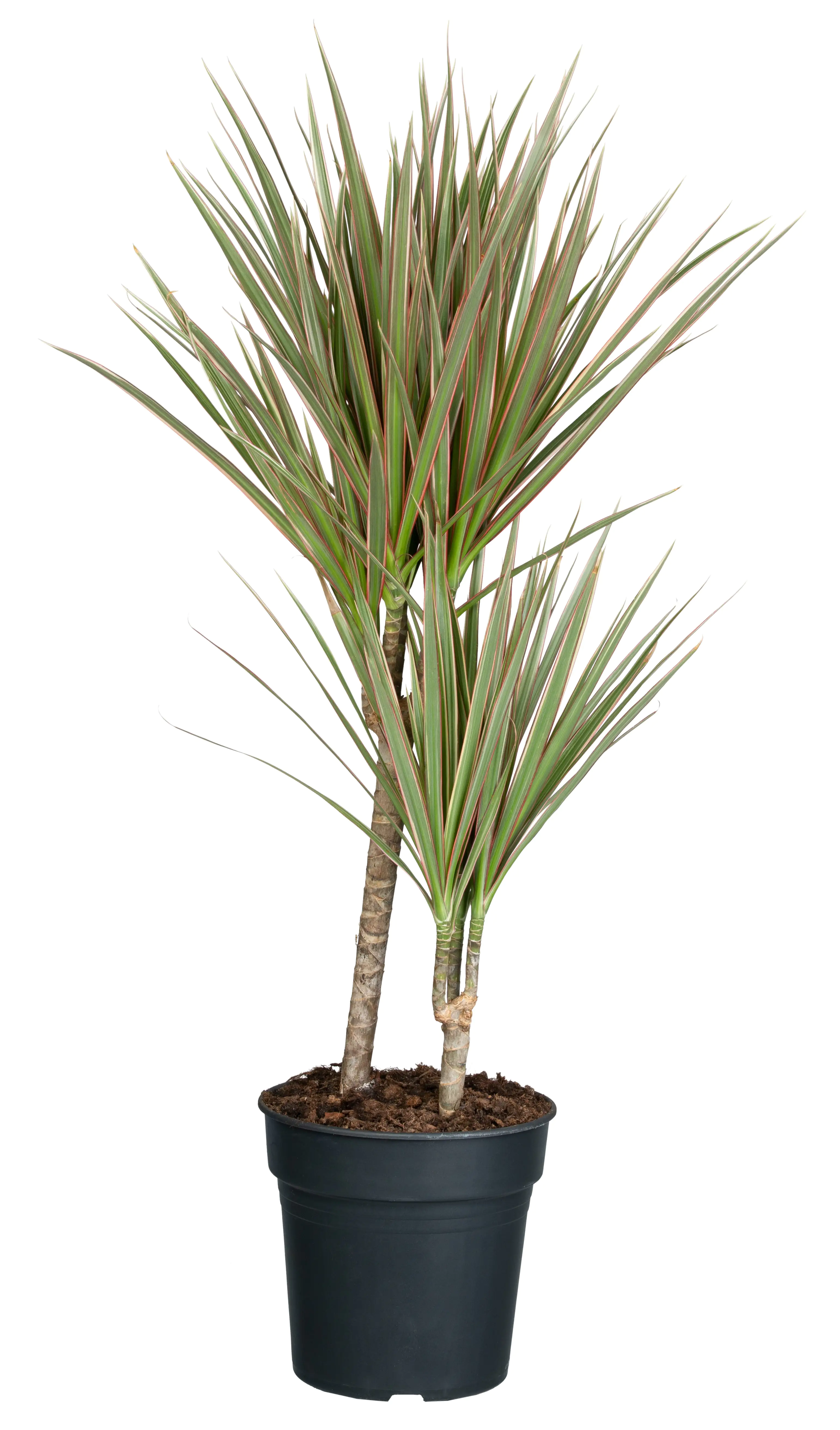 Drachenbaum Dracaena Bicolor 2-er Stamm H 30-10 cm 17 cm Topf