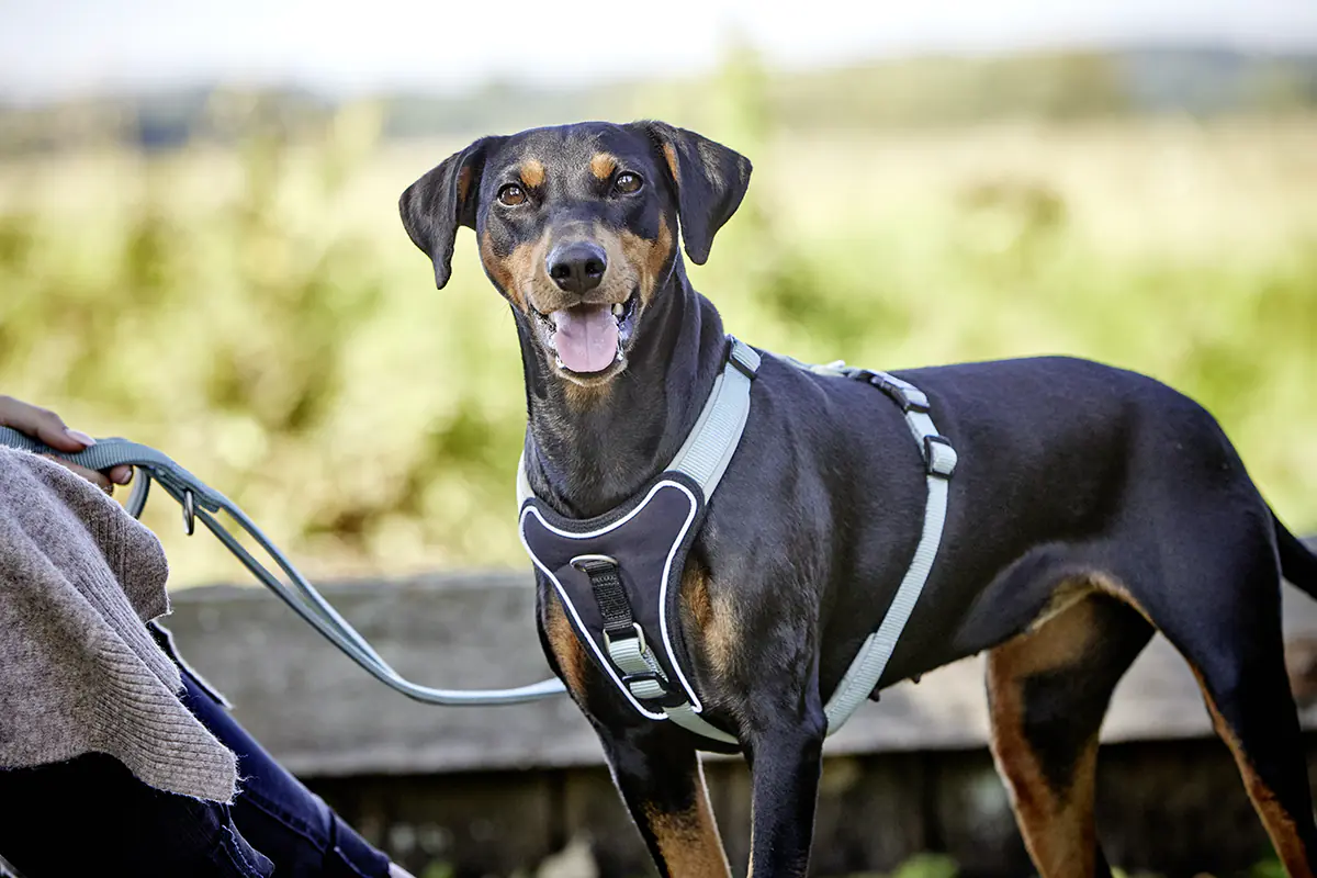 Wolters Hundeleine Professional Comfort salbei grün