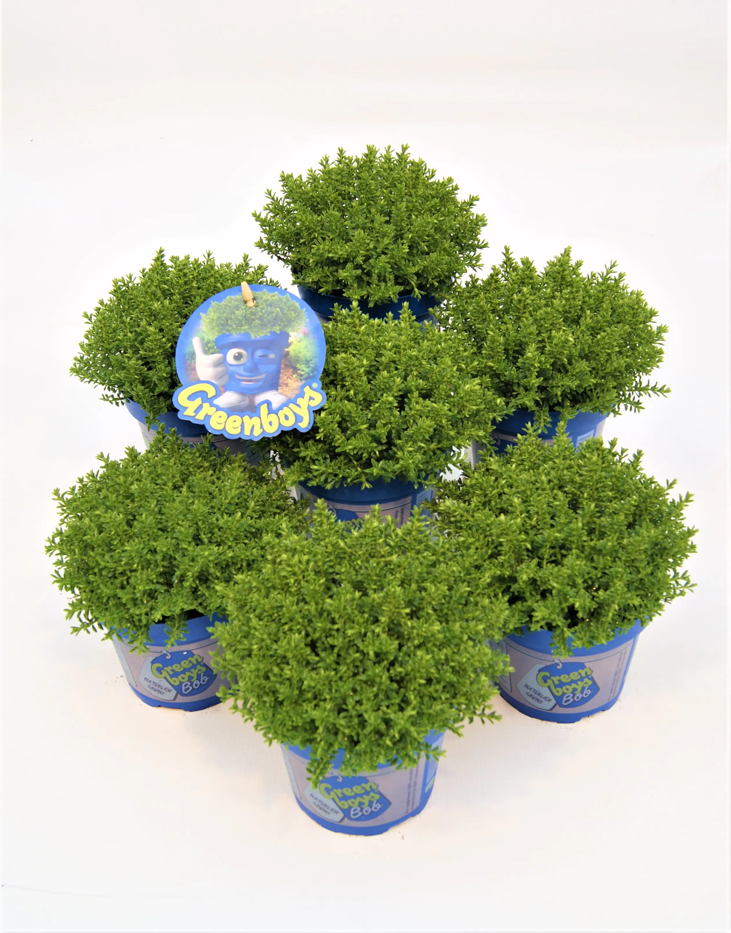 Hebe Green Globe T12 verschiedene Sorten