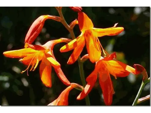 Mondbretia Crocosmia H ca 40 cm 23 cm Topf Mondbretia Crocosmia H ca 40 cm 23 cm Topf