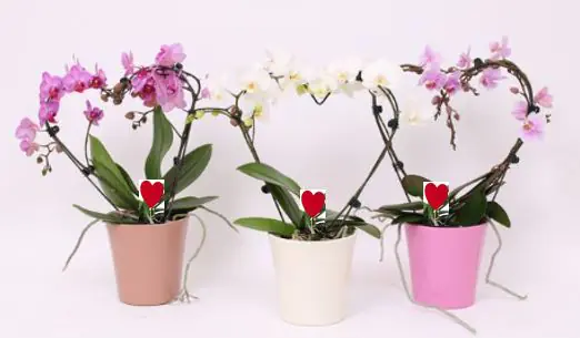 Phalaenopsis Multiflora im 12 cm Keramiktopf, ca. 39 cm hoch Phalaenopsis Multiflora im 12 cm Keramiktopf, ca. 39 cm hoch