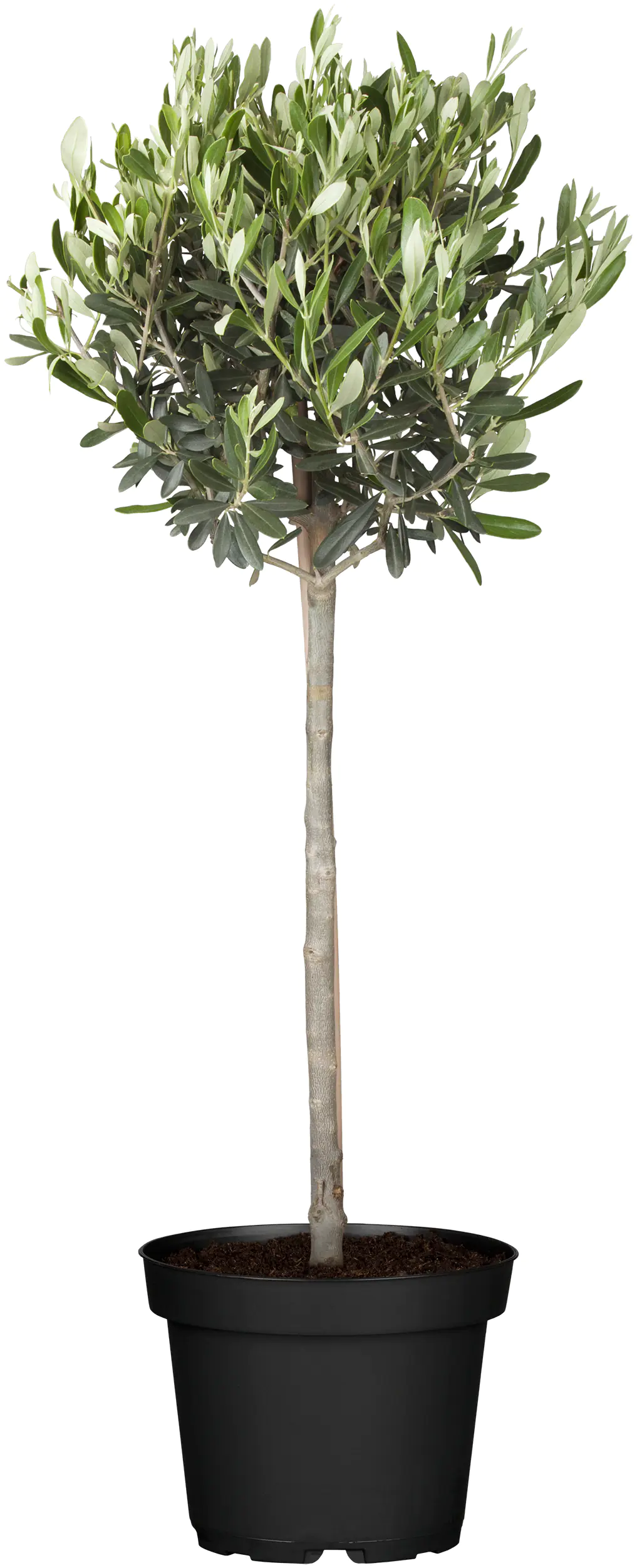 Olivenbaum 26 cm Topf