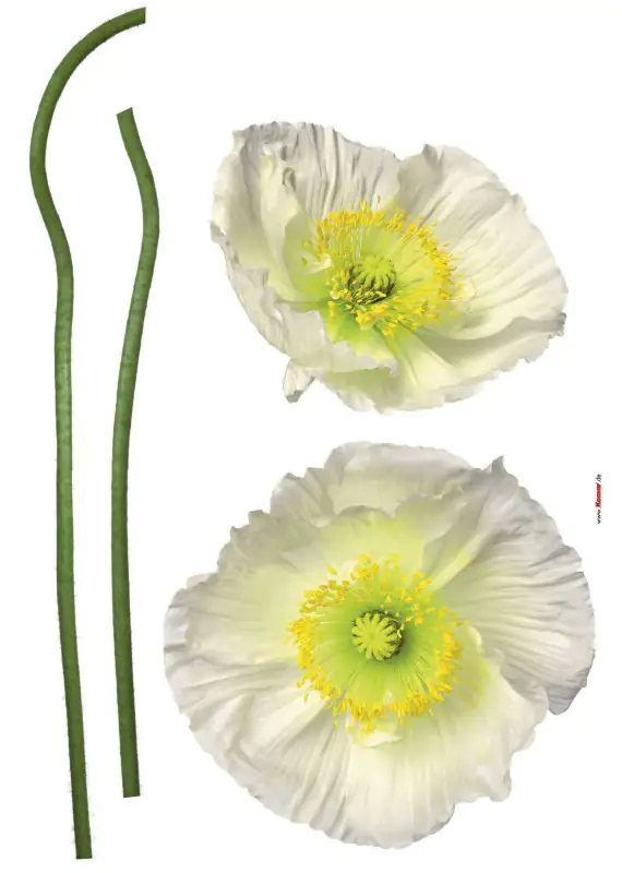 4036834670221 Komar Decosticker Pavot Blanc 50 x 70 cm