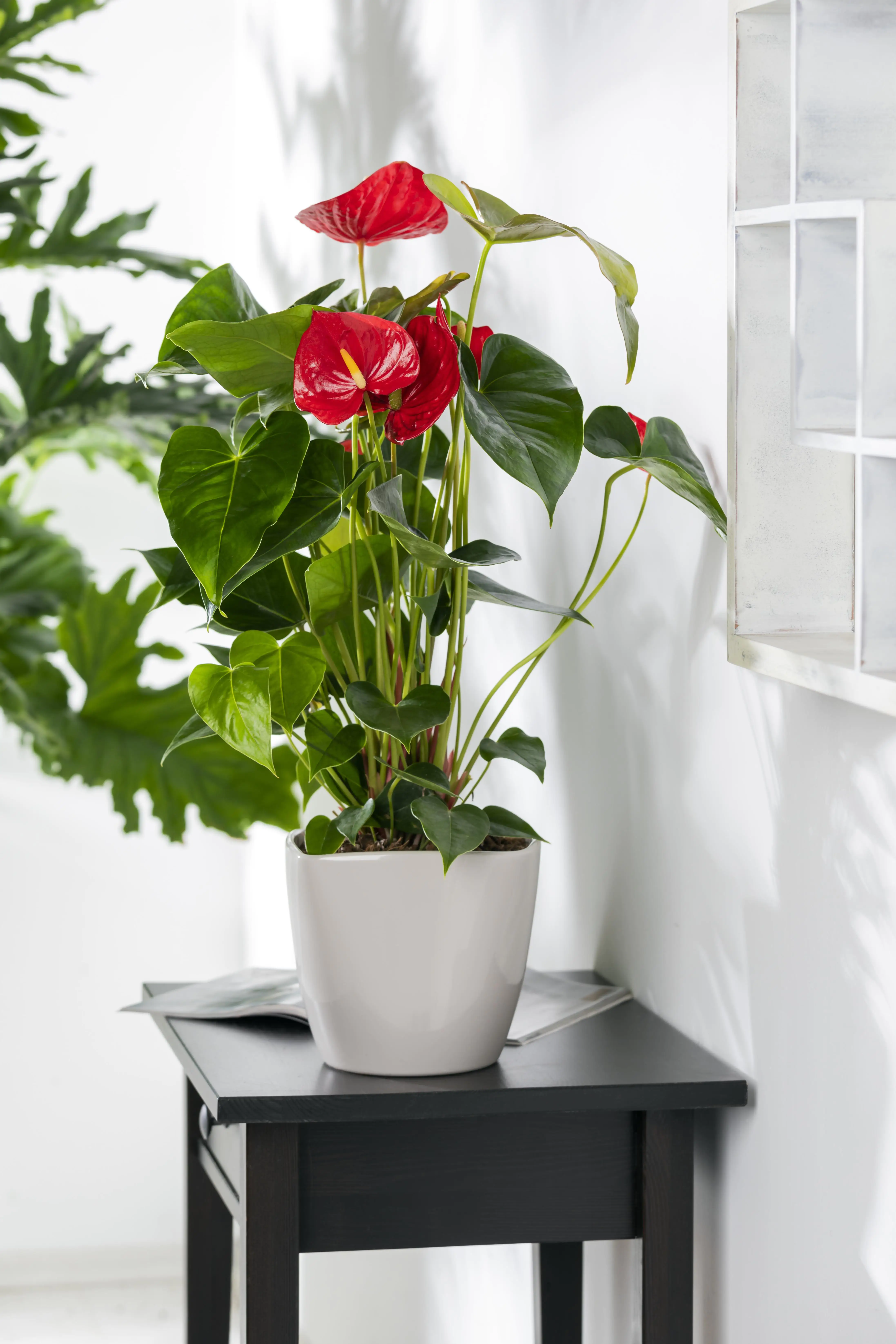 Anthurium Flamingoblume rot 40-60 cm 14 cm Topf