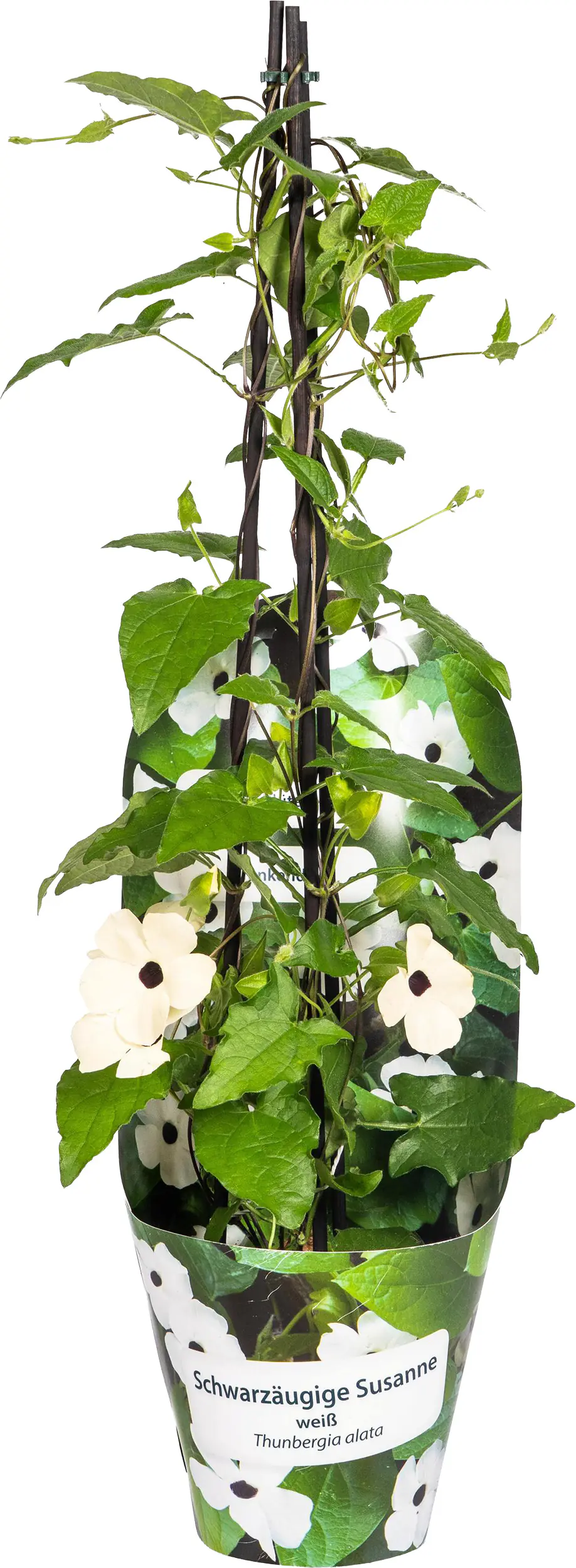 Thunbergia Alata 'Sunny Susy' Schwarzäugige Susanne 13 cm