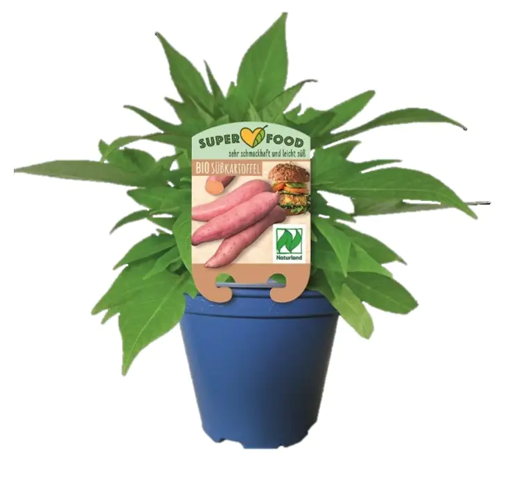 Süßkartoffel Ipomoea batatas H ca 20 cm 13 cm Topf