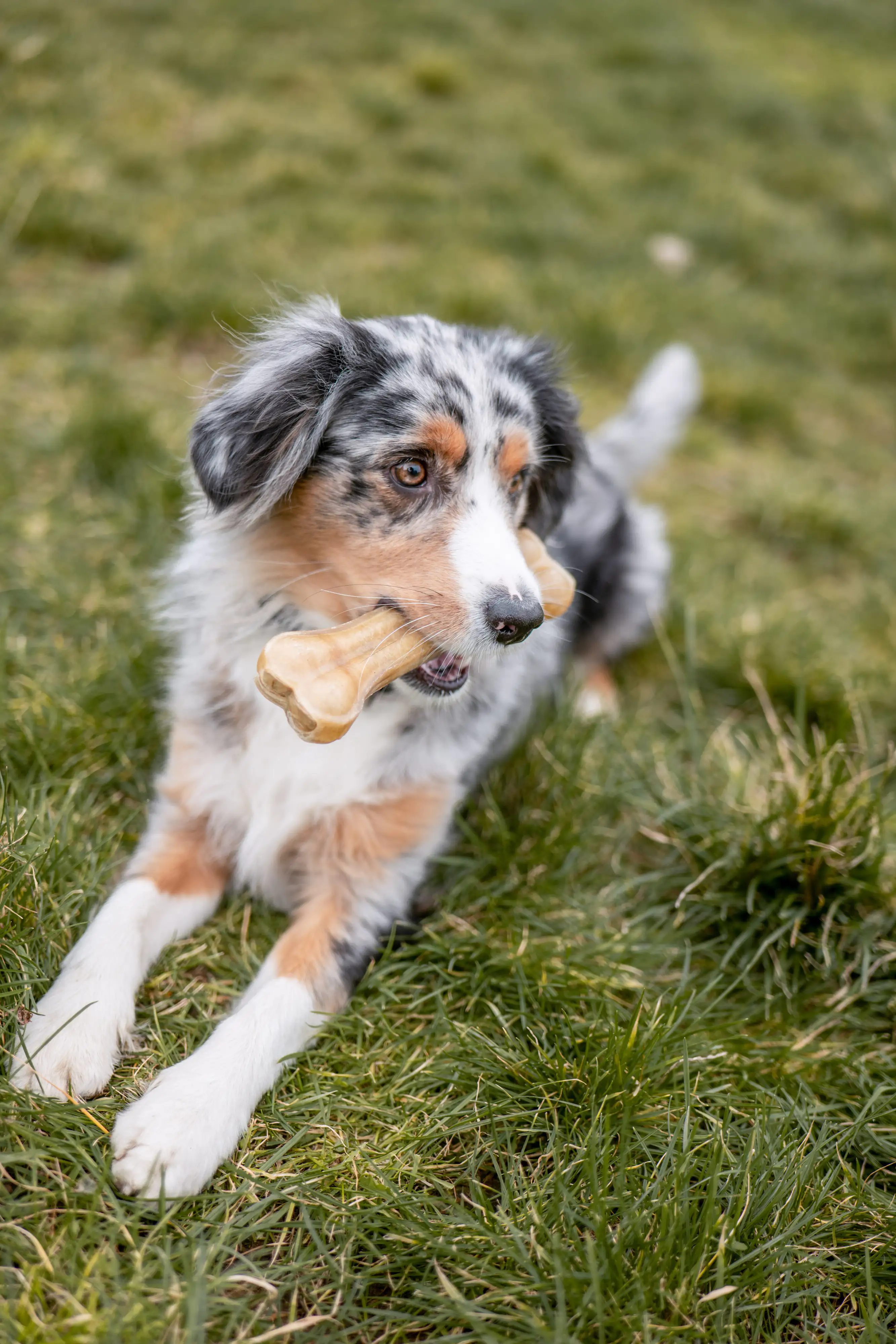 Nobby Kauknochen gepresst 5er Pack 8,0 cm 25 g