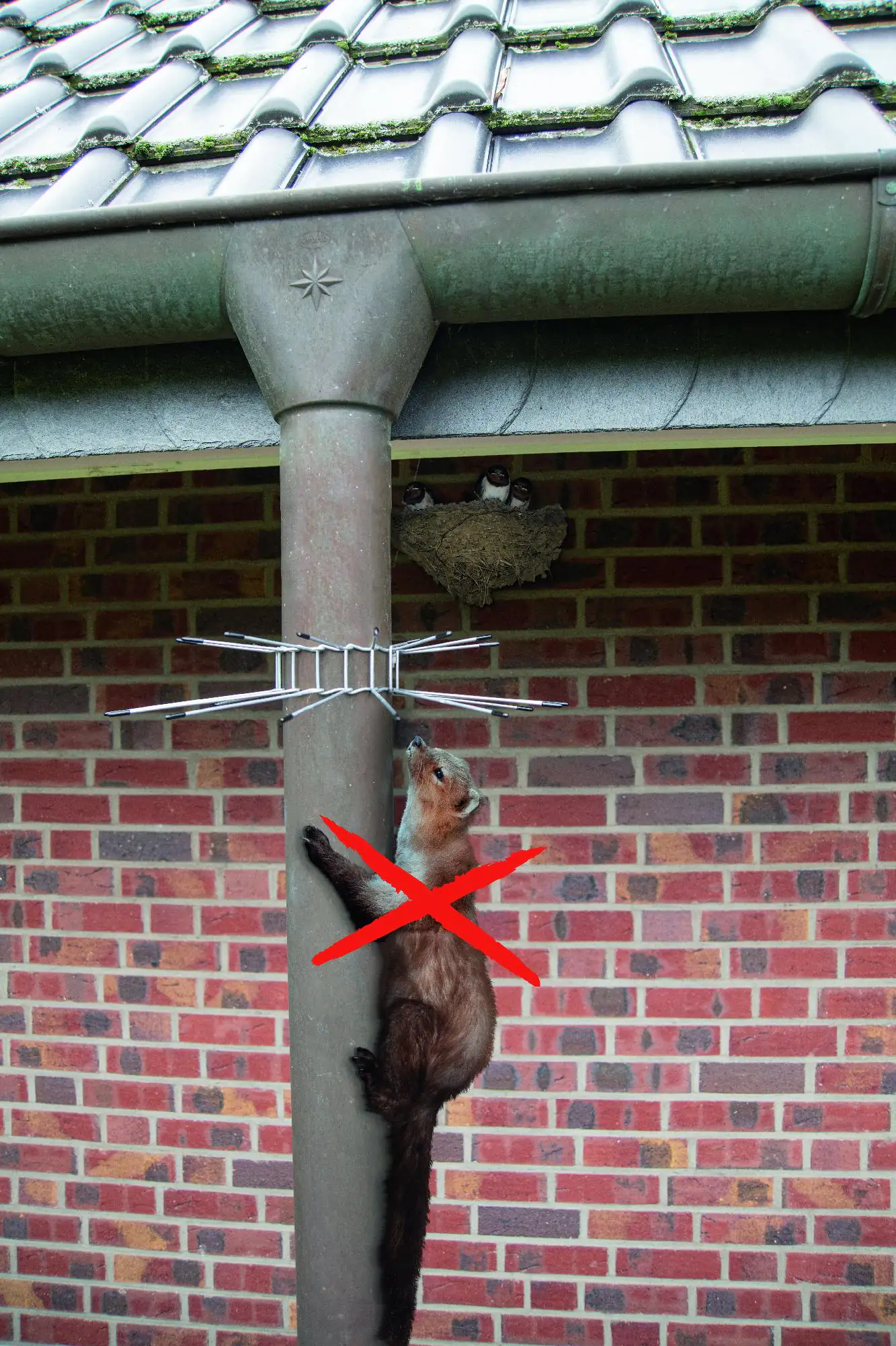 Gardigo Marderabwehrgürtel 2er Set für Fallrohre