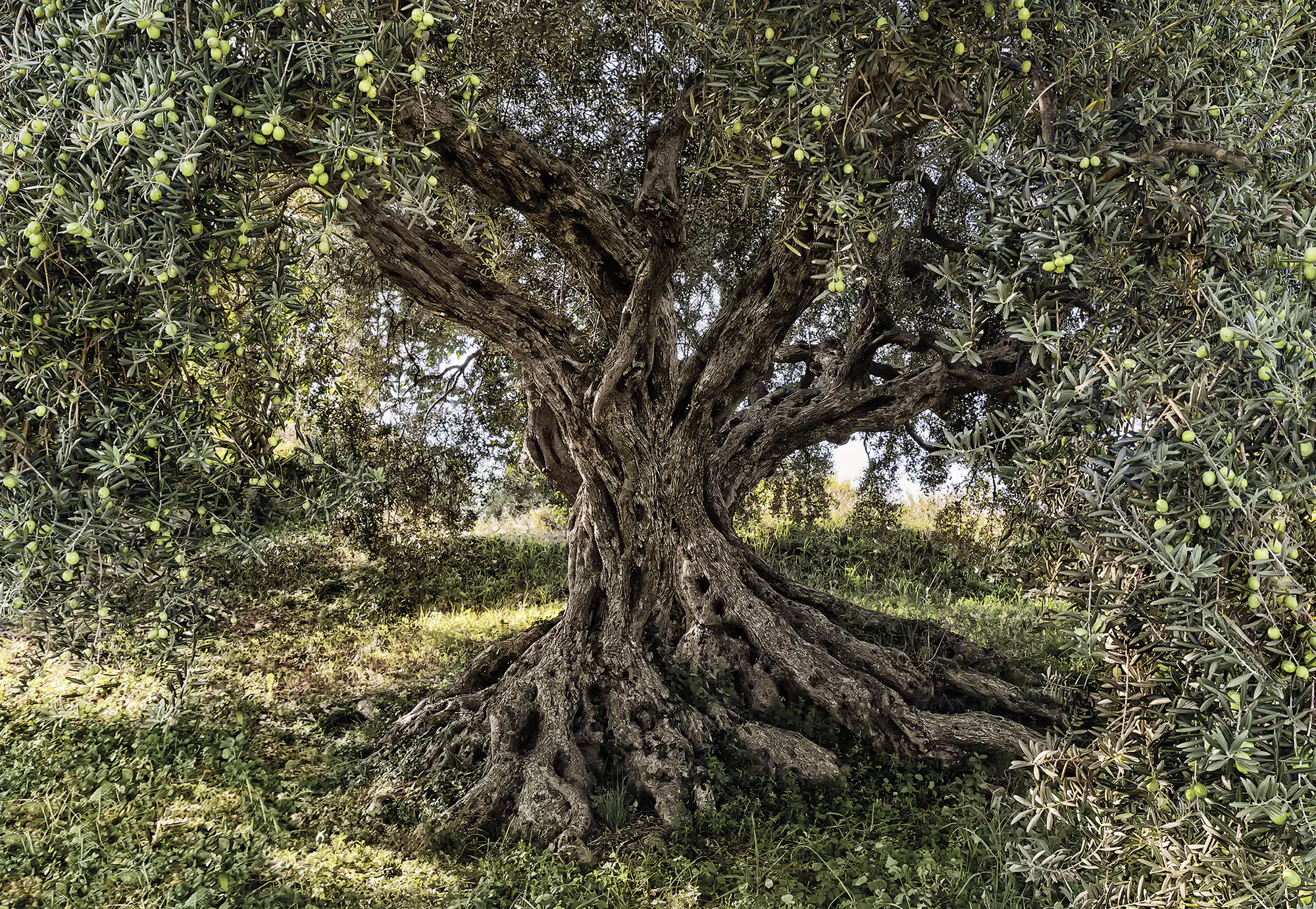 Komar Fototapete Olive Tree 368 x 254 cm Komar Fototapete Olive Tree 368 x 254 cm