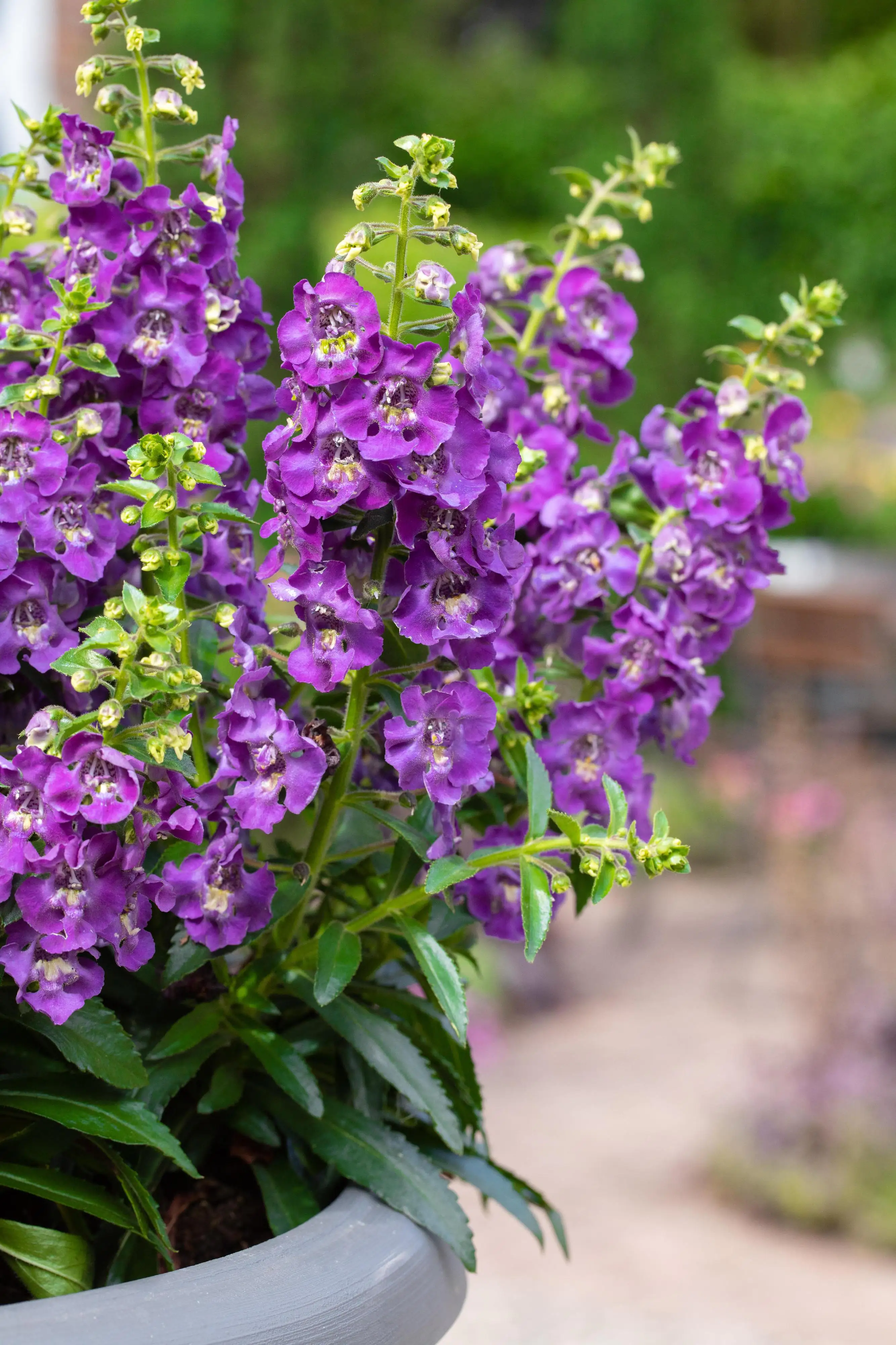 Engelsgesicht Angelonia 13 cm Topf kaufen Globus Baumarkt