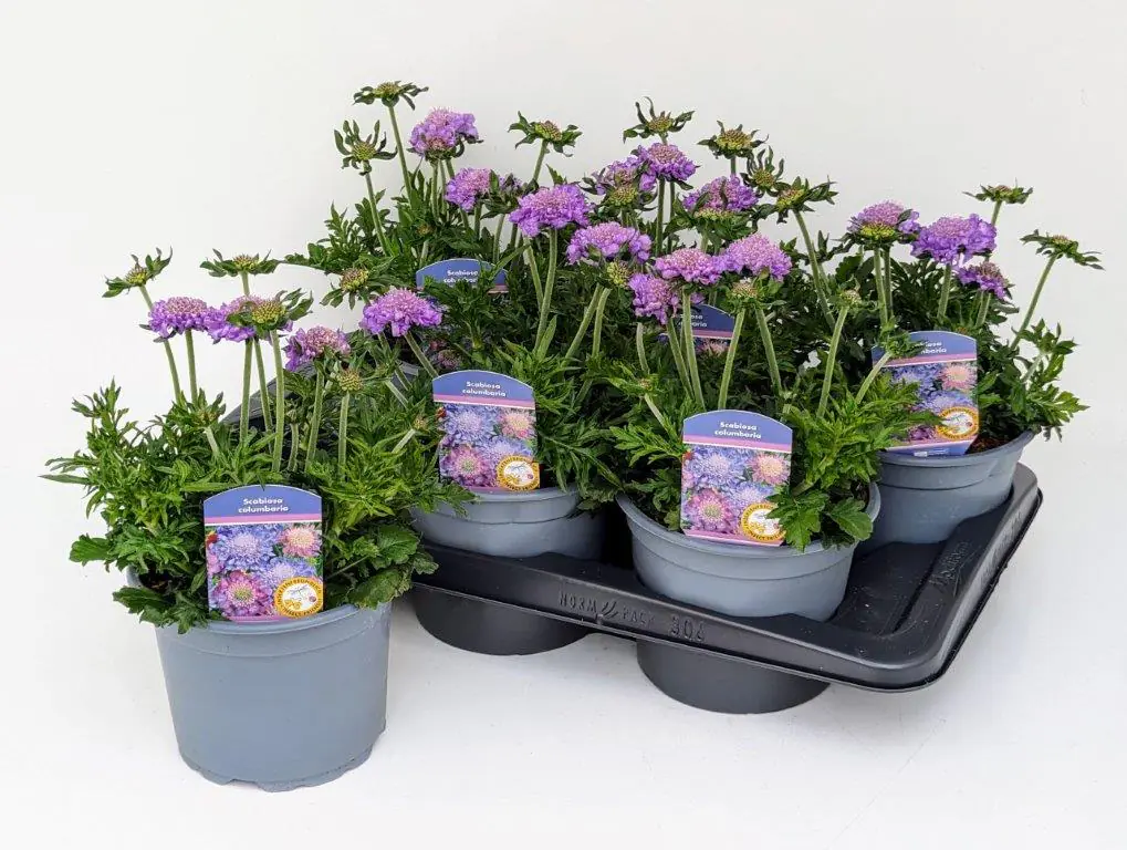 Frühlingspflanzen "Spring Pink" Tauben-Scabiose 17 cm Topf