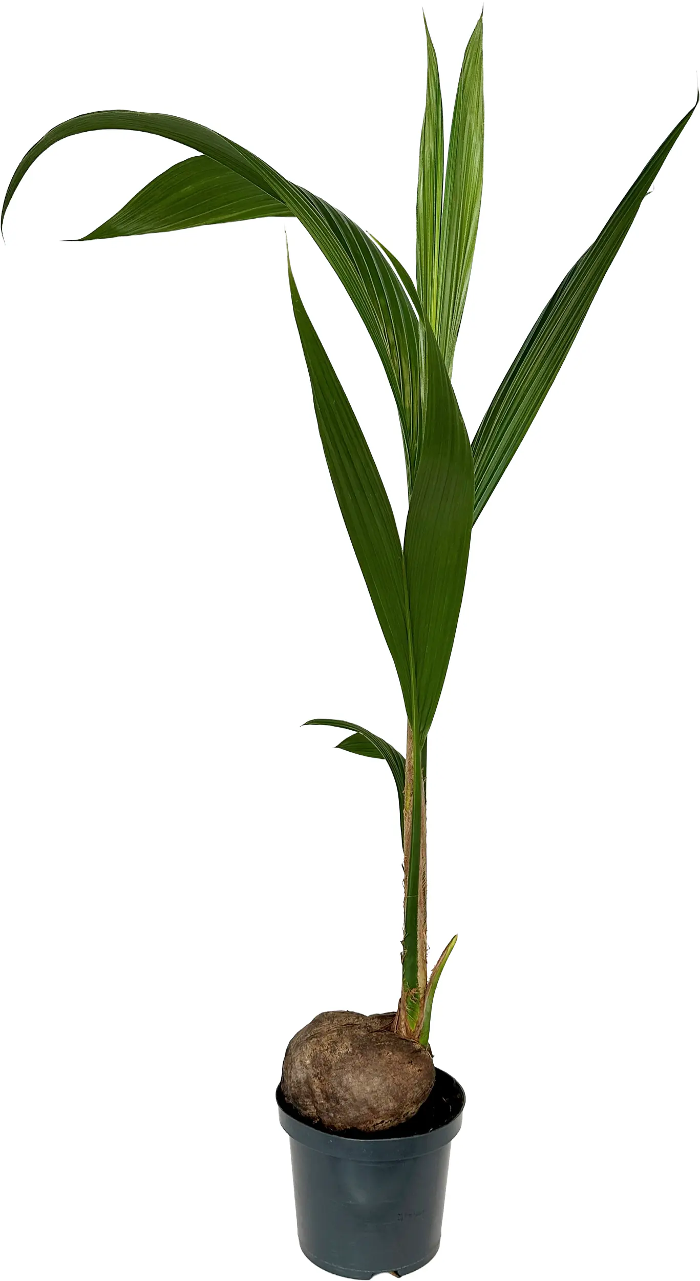 Kokosnusspalme Cocos Nucifera H 120-130 cm, 19 cm Topf