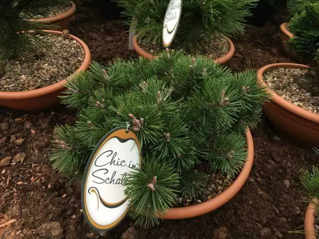 4029395001269 Edelkonifere in Schale 30-50 cm 6 l Container