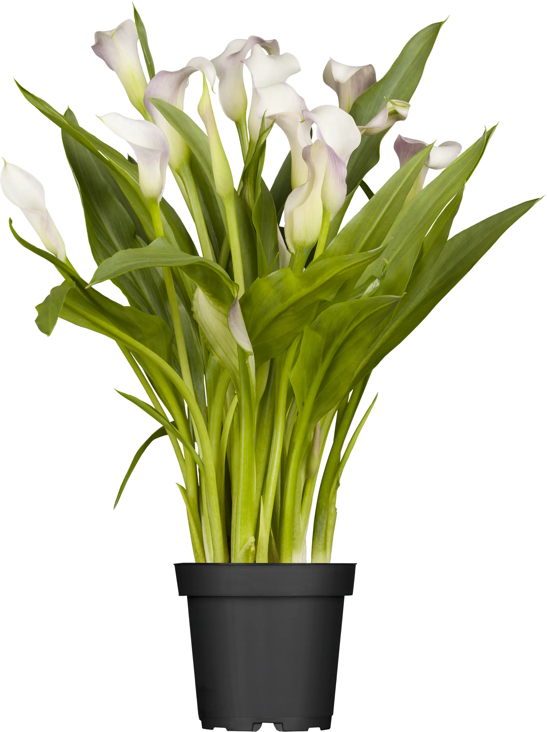 Zantedeschia Calla-Lilie H 50 cm 5 L Container